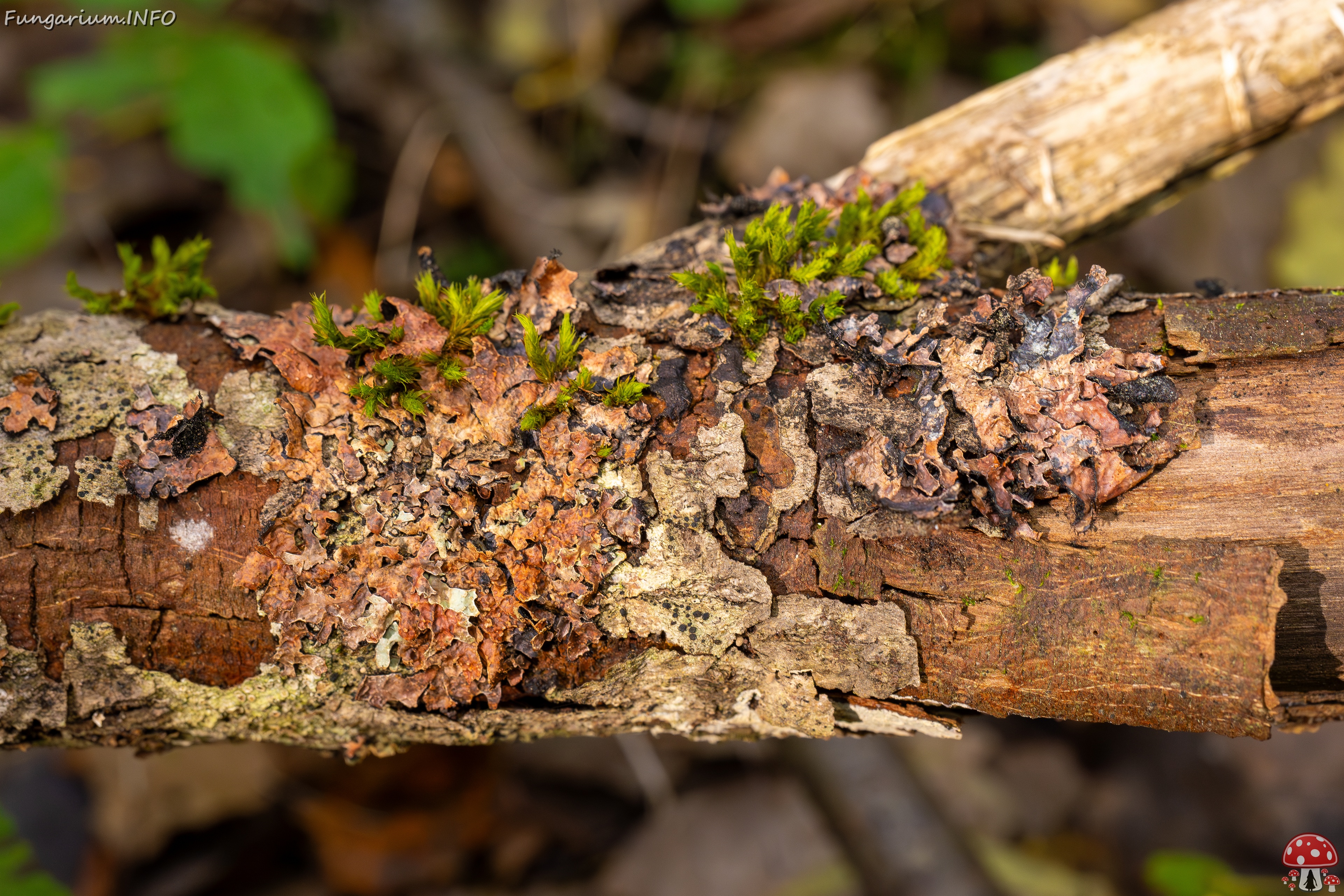 Nectriopsis rubefaciens _2025-09-27_1-4 