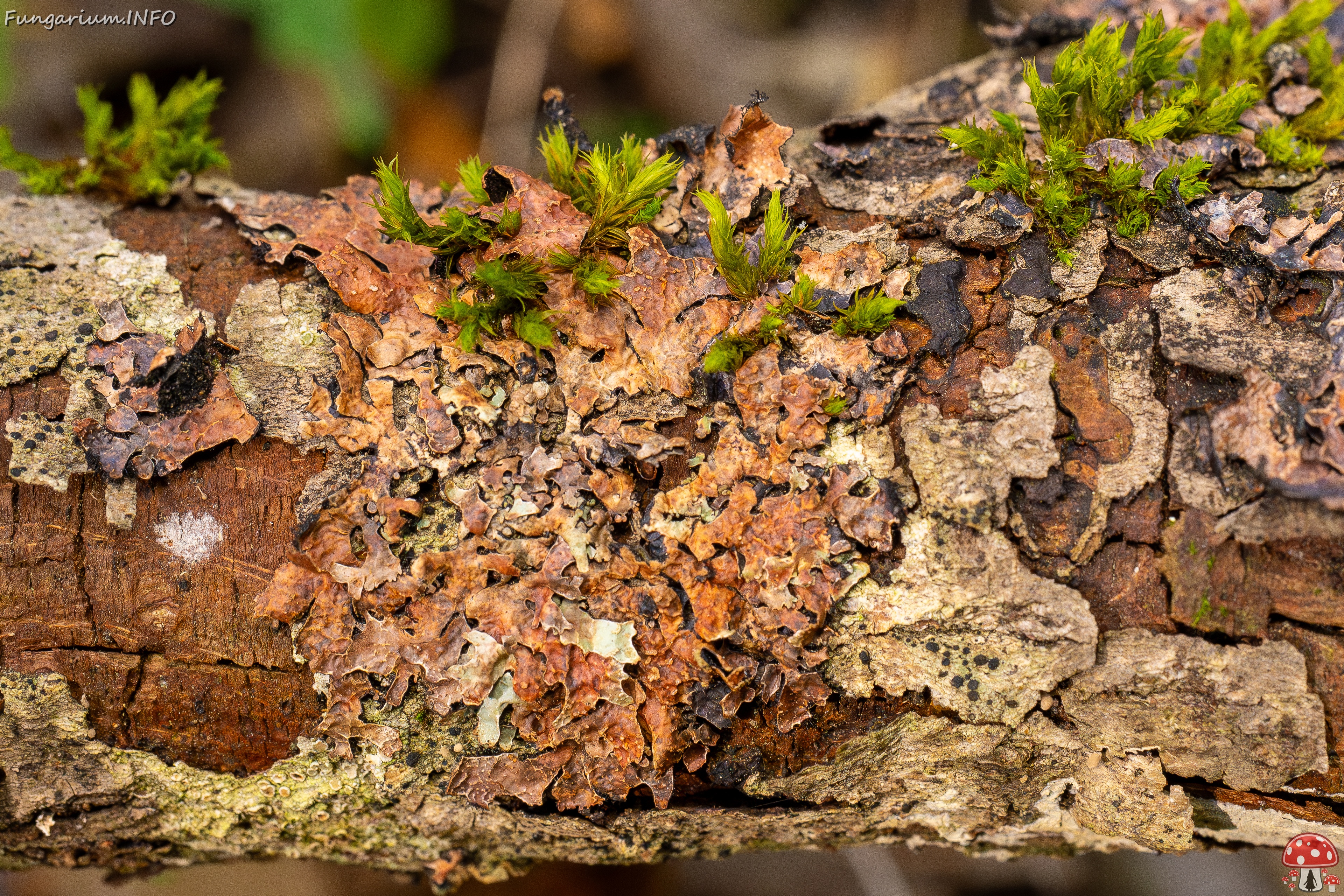 Nectriopsis rubefaciens _2025-09-27_1-5 