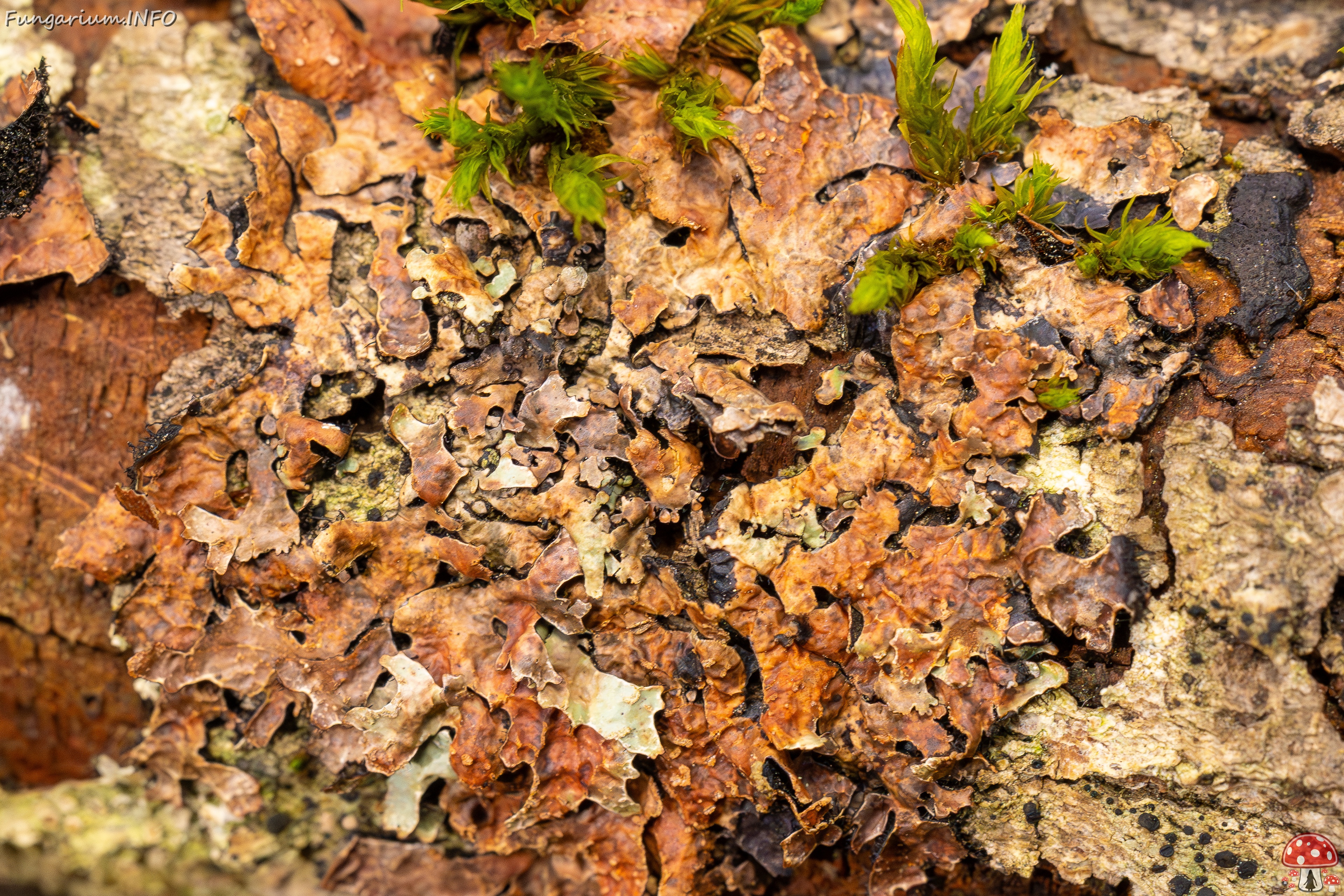 Nectriopsis rubefaciens _2025-09-27_1-6 
