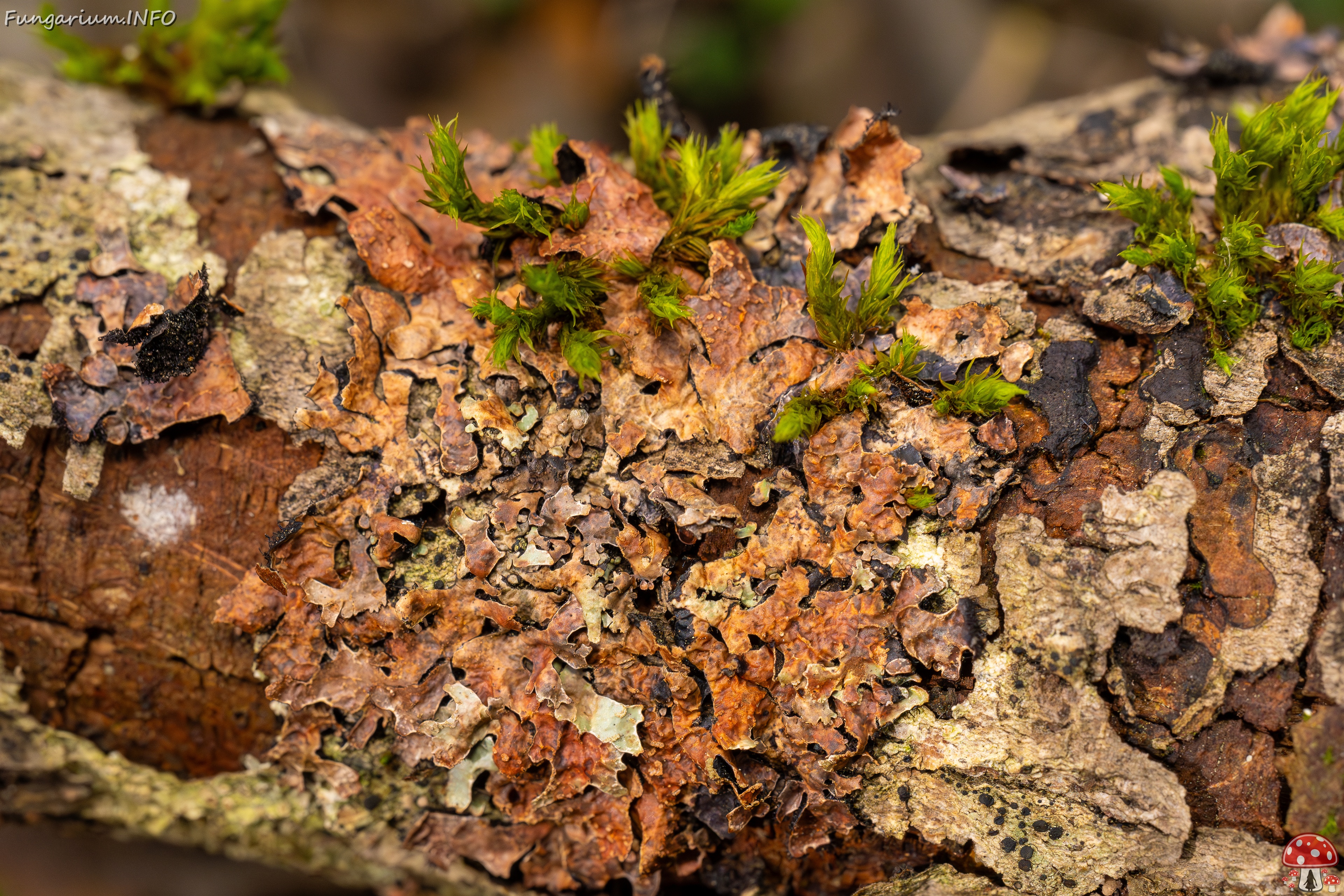 Nectriopsis rubefaciens _2025-09-27_1-7 