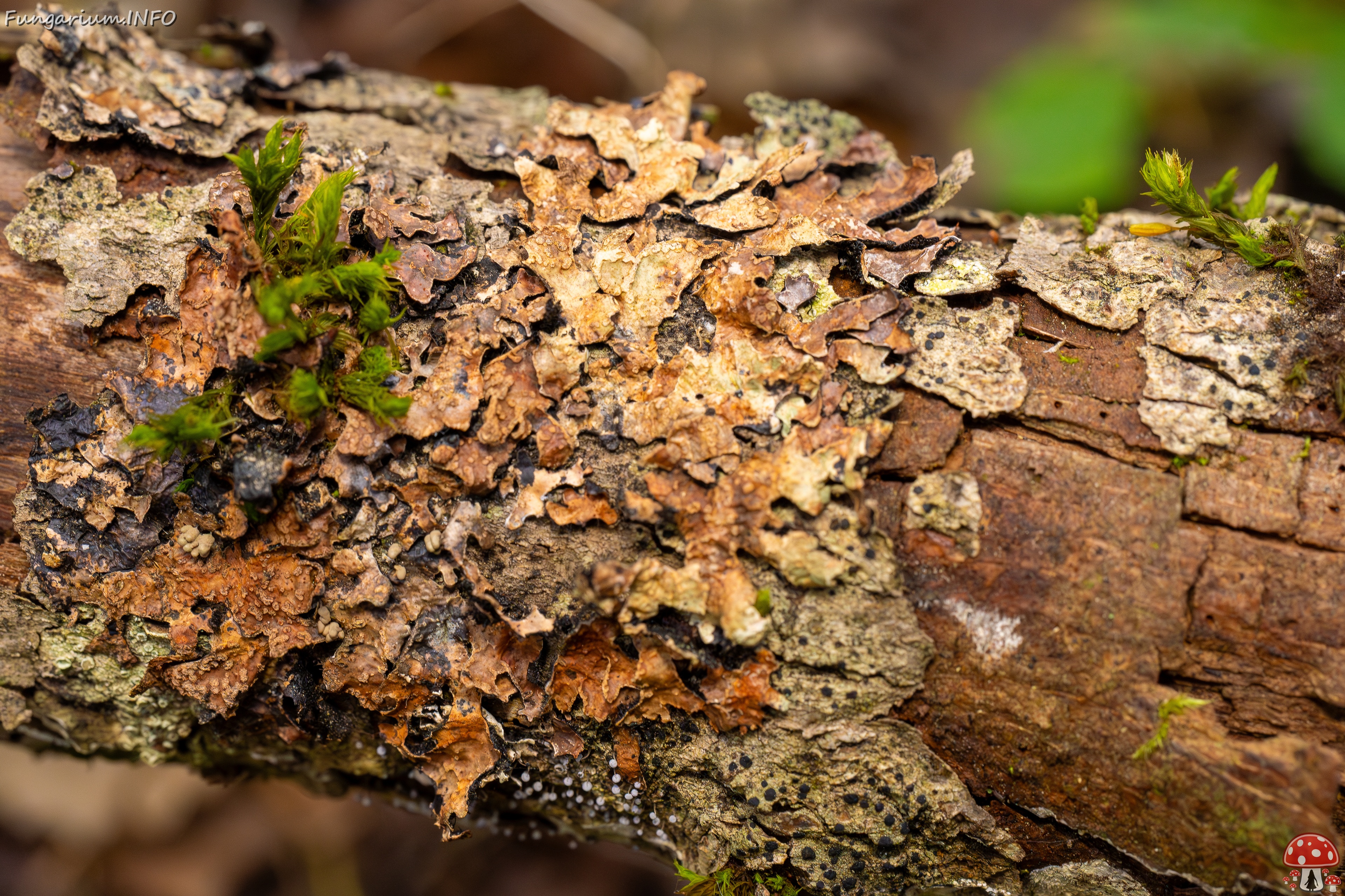 Nectriopsis rubefaciens _2025-09-27_1-8 