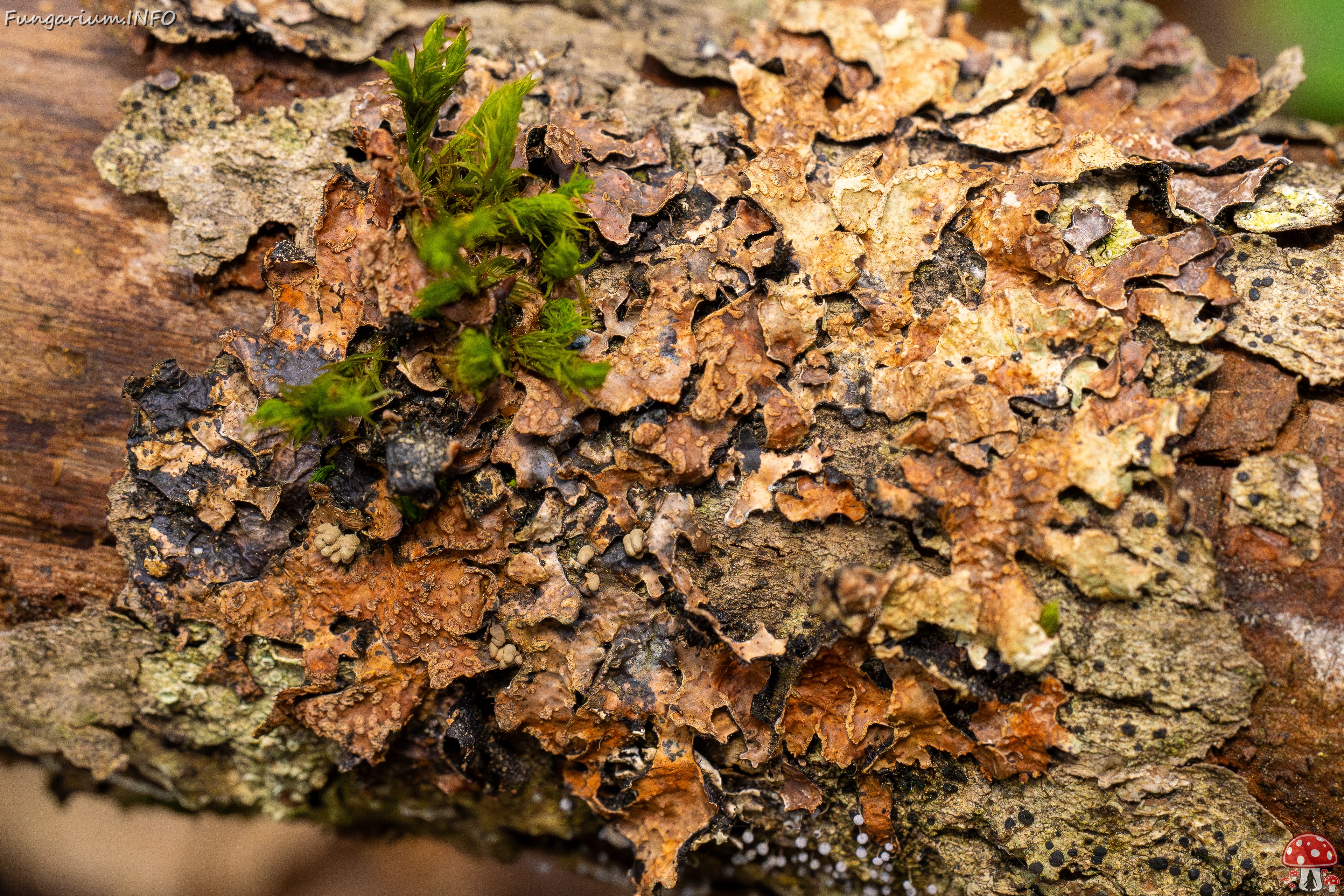 Nectriopsis rubefaciens _2025-09-27_1-9 