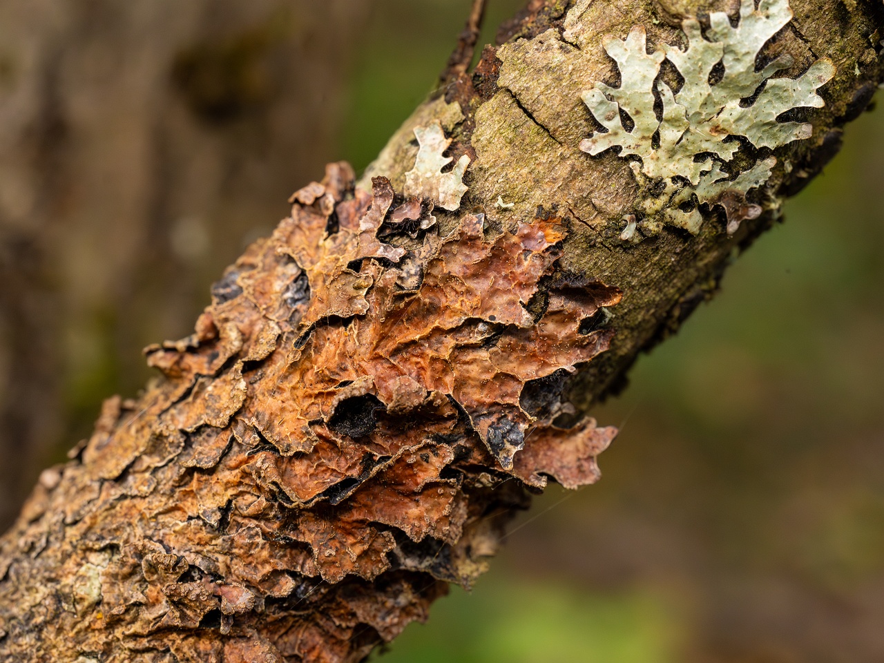 Nectriopsis rubefaciens _2025-09-27_1-13