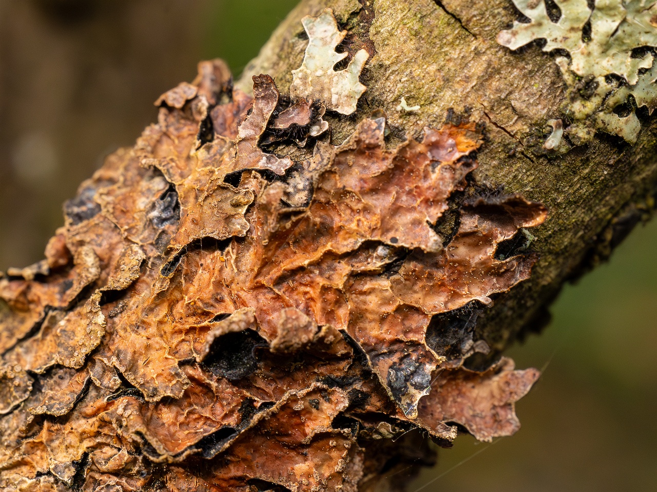 Nectriopsis rubefaciens _2025-09-27_1-14