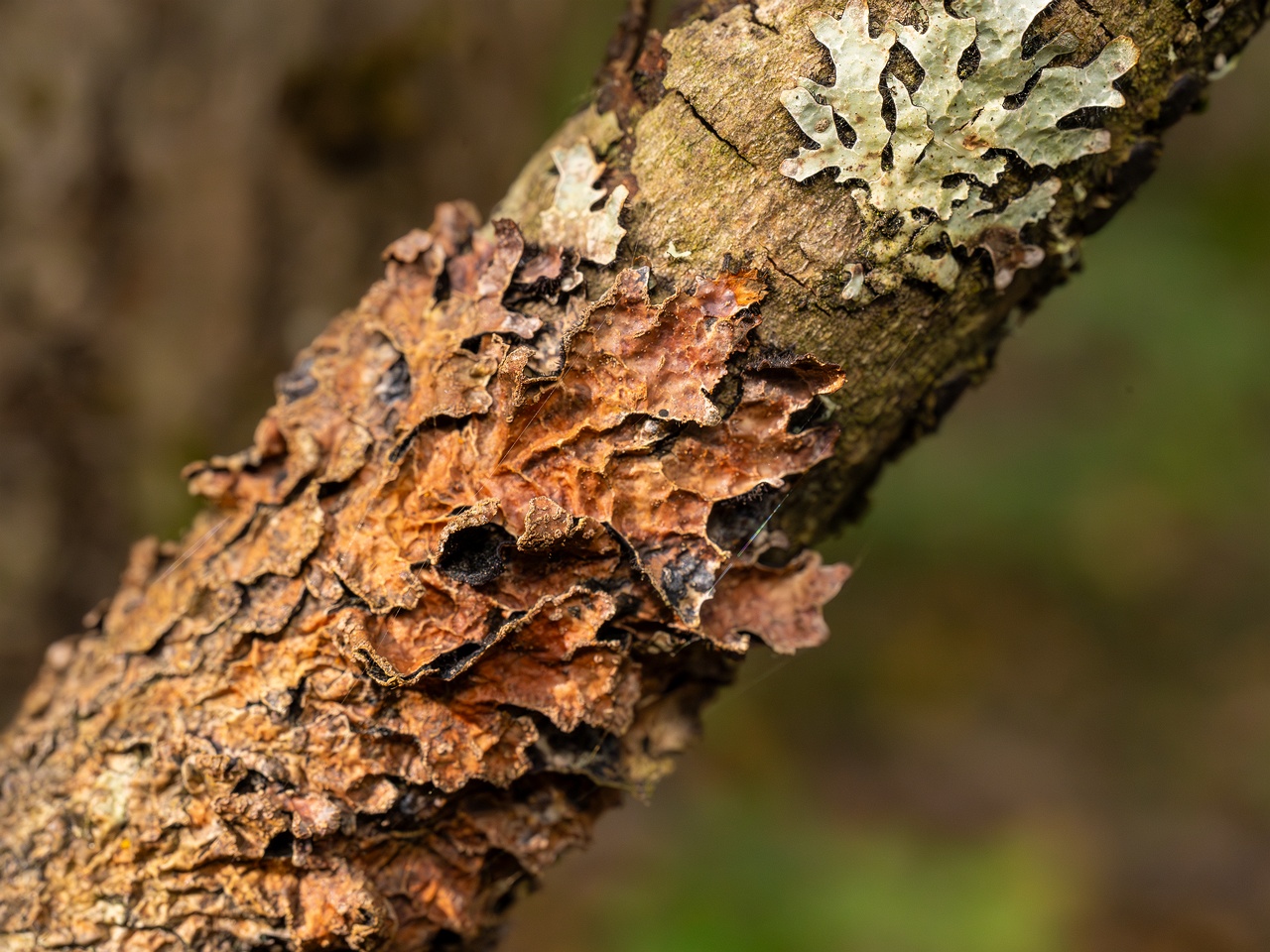 Nectriopsis rubefaciens _2025-09-27_1-16