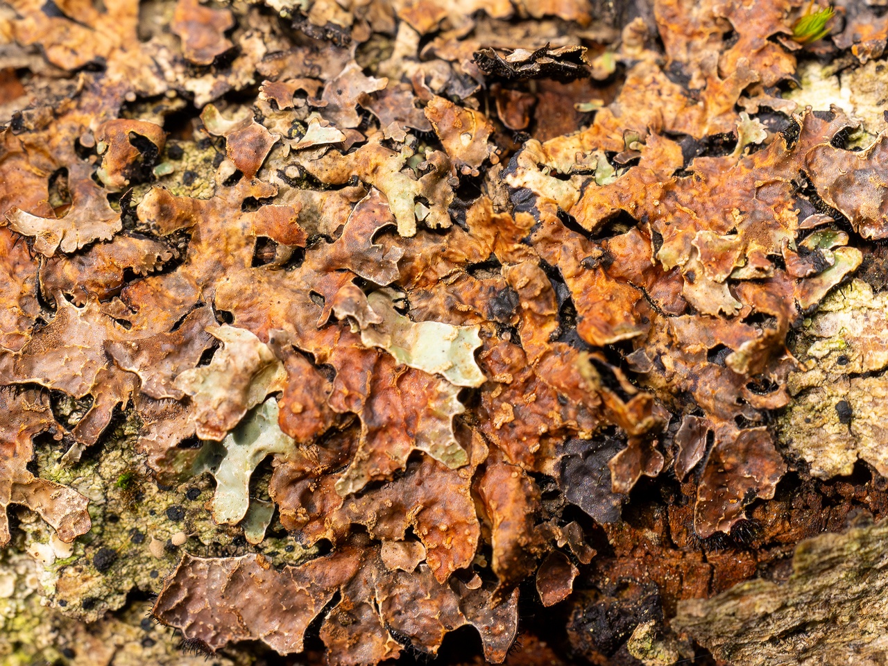 Nectriopsis rubefaciens _2025-09-27_1-2