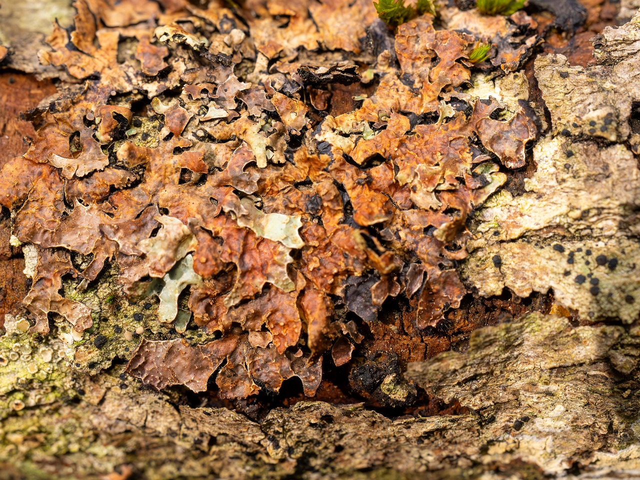 Nectriopsis rubefaciens _2025-09-27_1-3