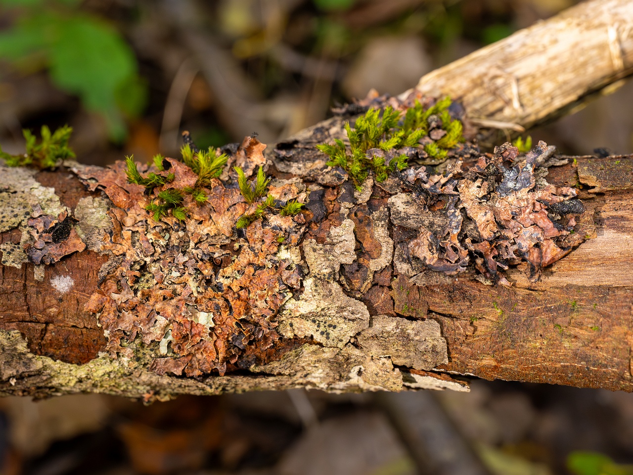 Nectriopsis rubefaciens _2025-09-27_1-4