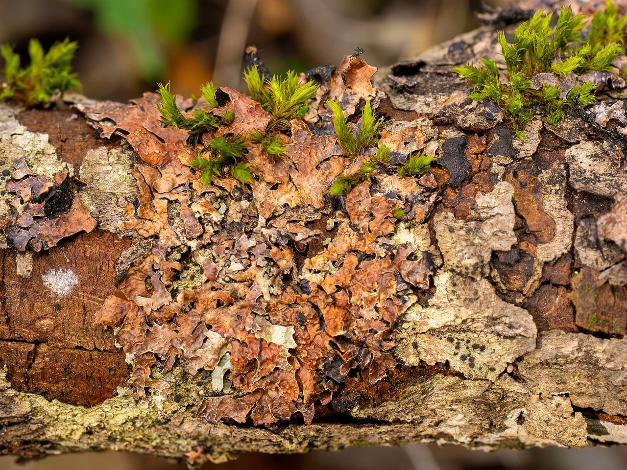 Nectriopsis rubefaciens _2025-09-27_1-5
