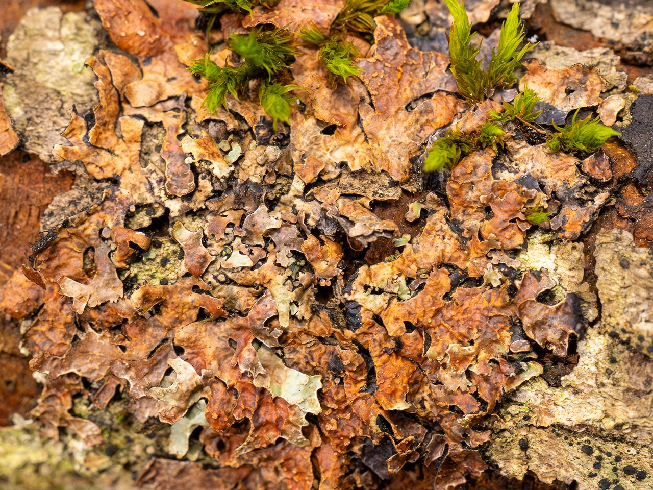 Nectriopsis rubefaciens _2025-09-27_1-6