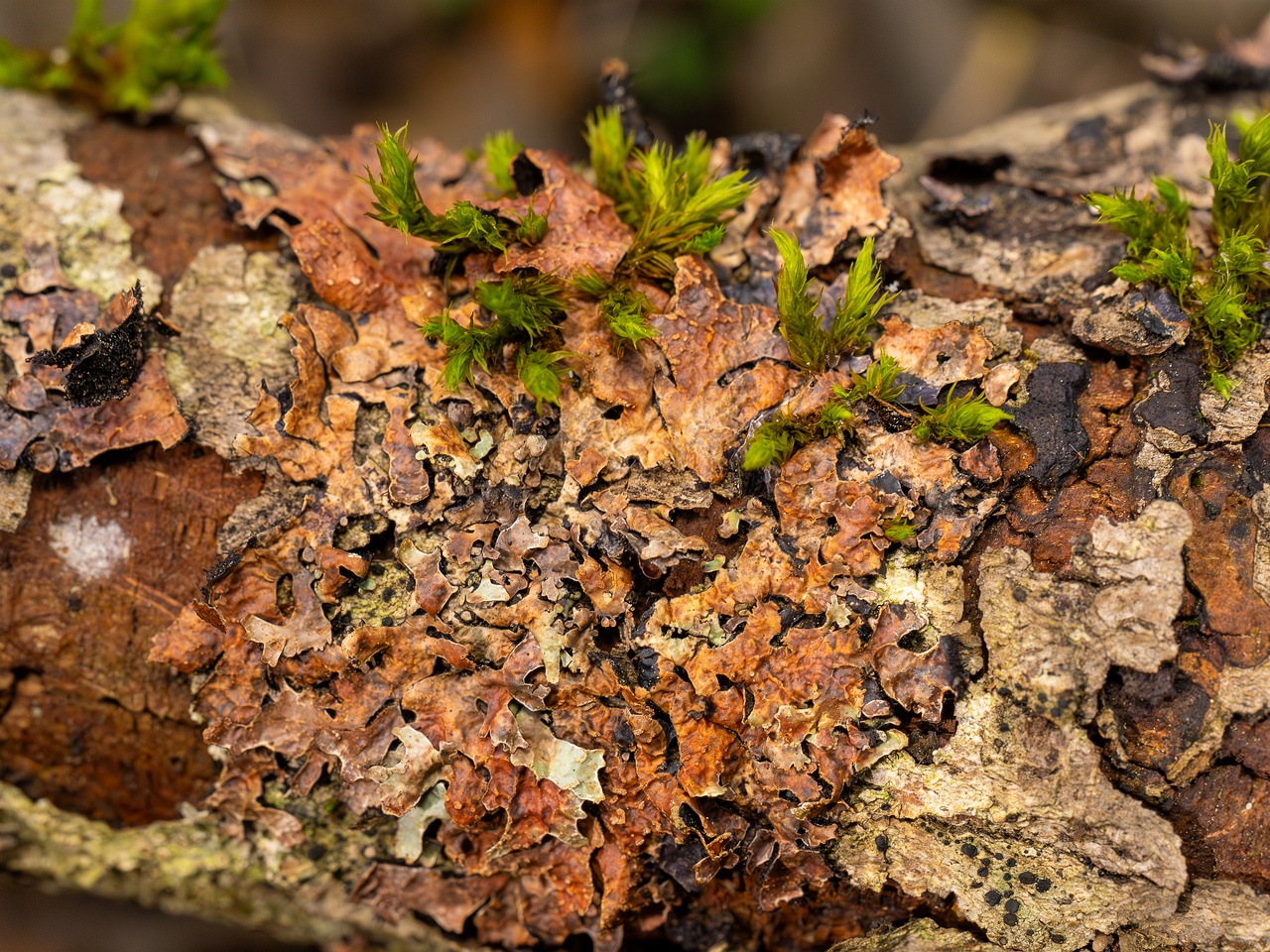 Nectriopsis rubefaciens _2025-09-27_1-7