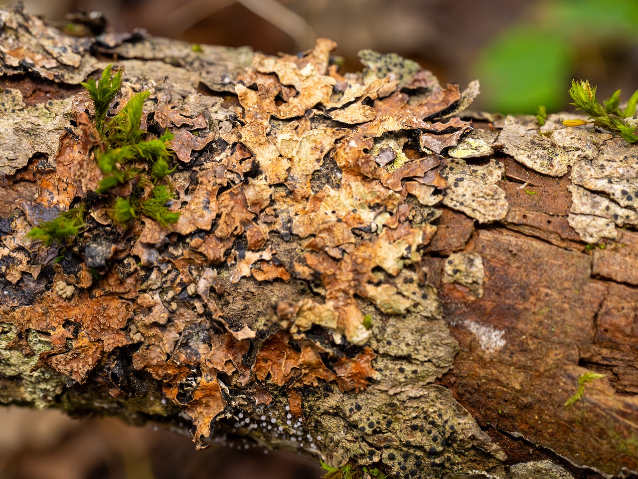 Nectriopsis rubefaciens _2025-09-27_1-8