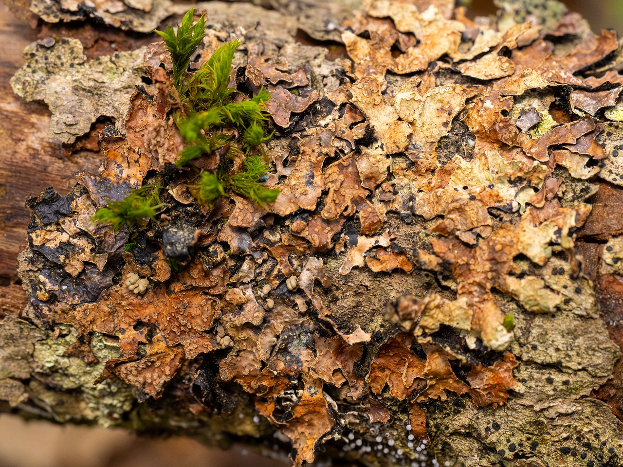 Nectriopsis rubefaciens _2025-09-27_1-9