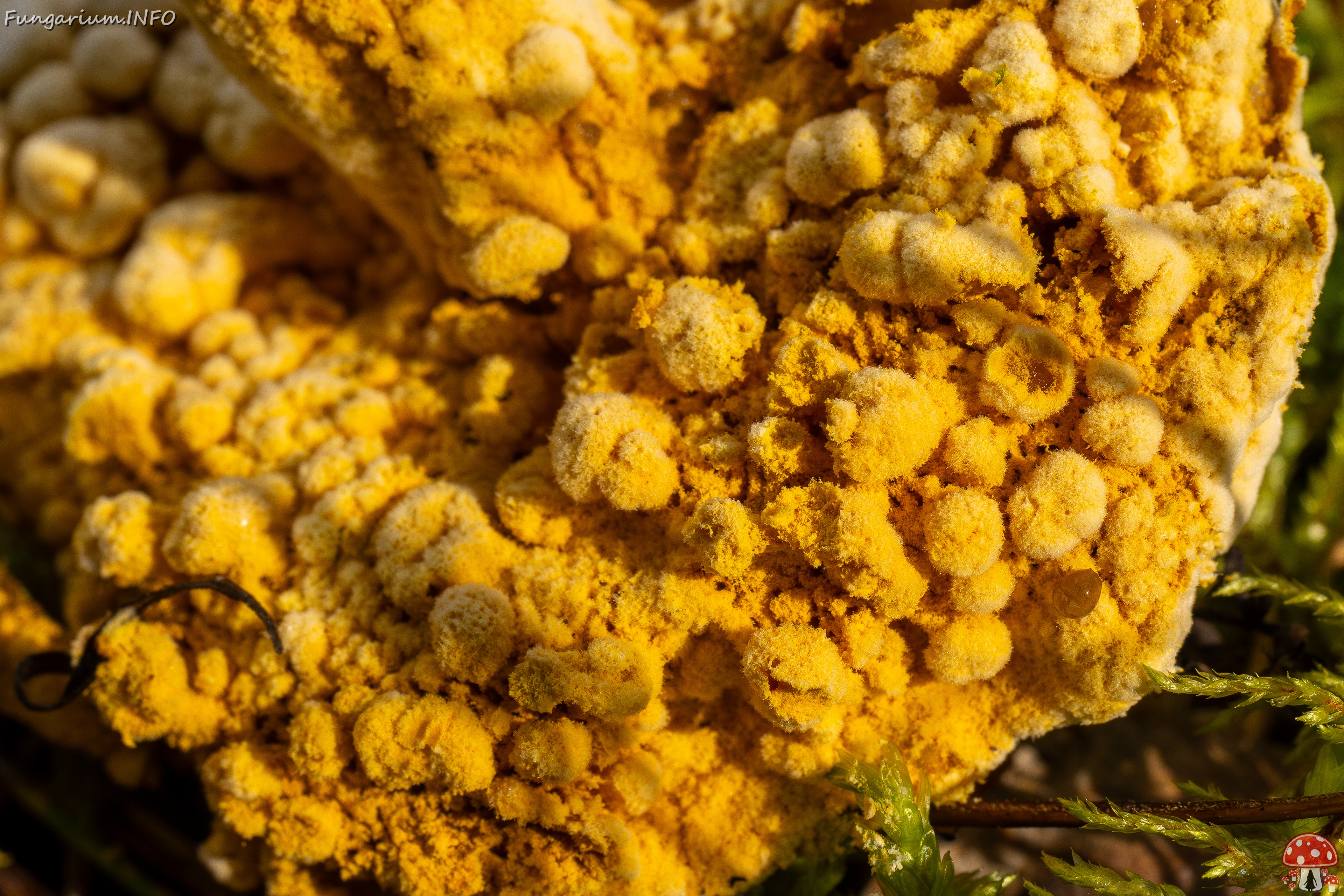 !Hypomyces chrysospermus _2025-09-06_1-11 