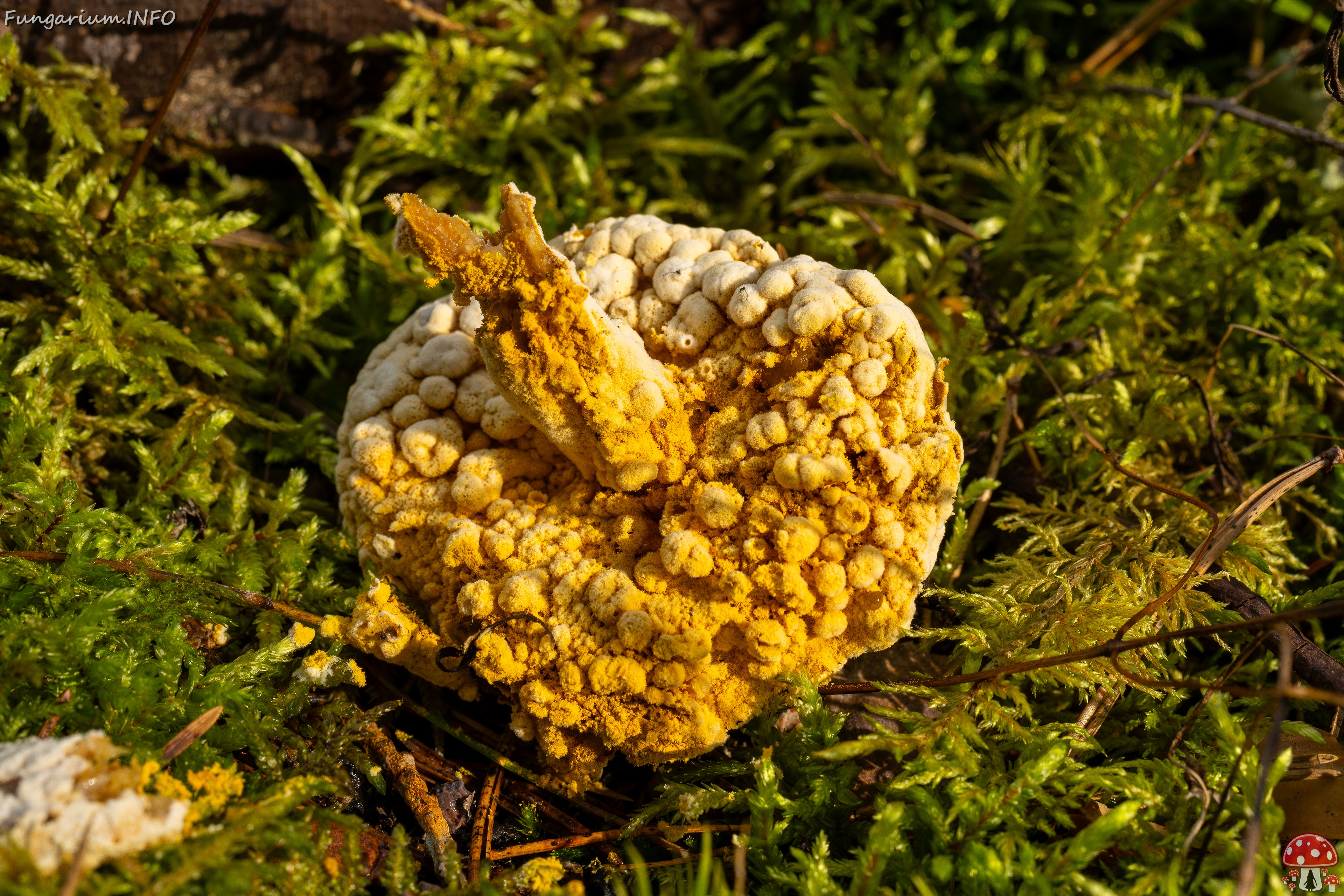 Hypomyces chrysospermus _2025-09-06_1-10 