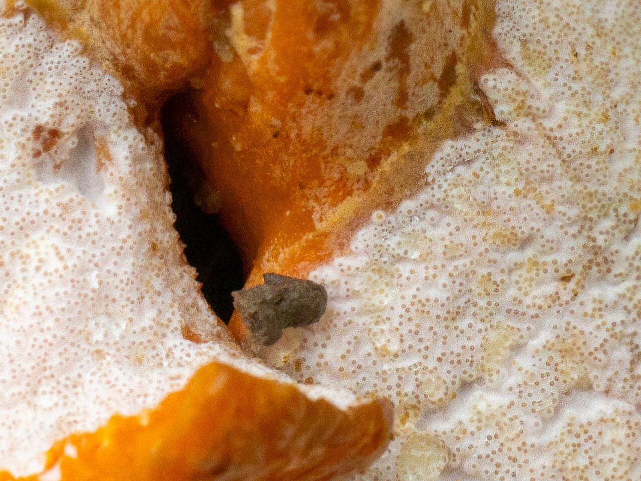 !Hypomyces lateritius _2026-09-19_2-2