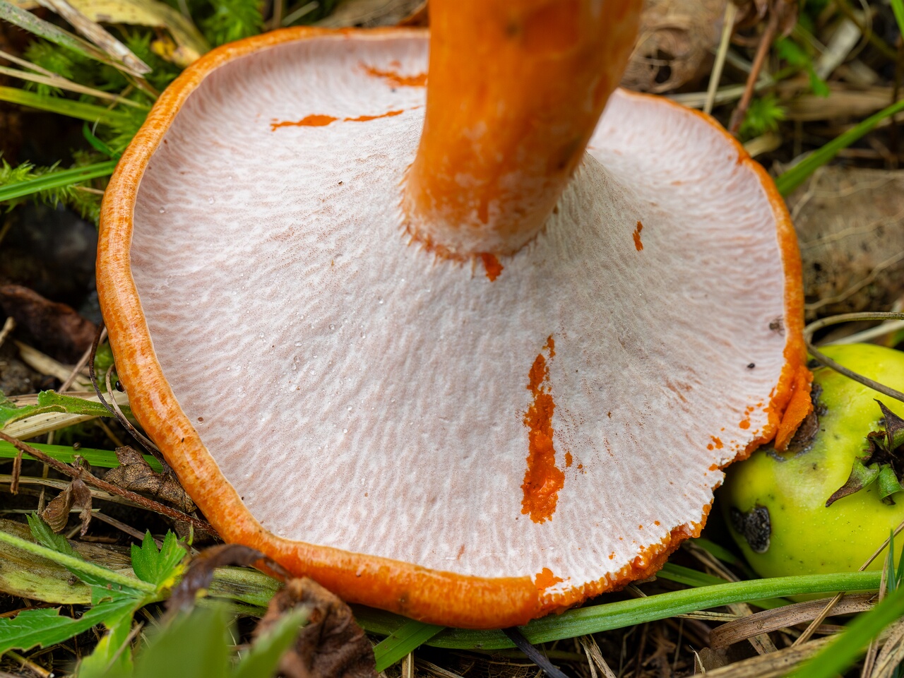 Hypomyces lateritius _2026-09-19_1-1
