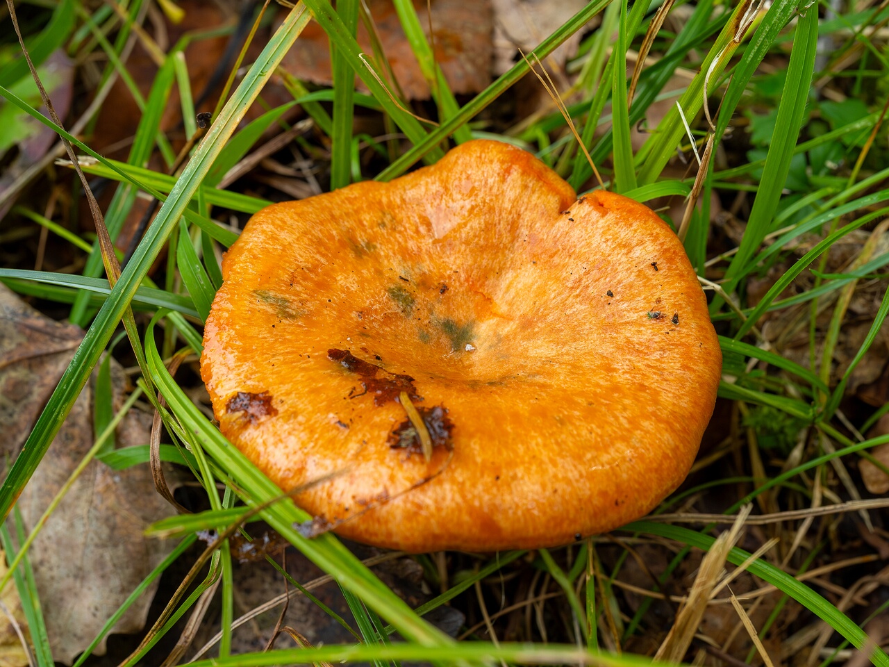 Hypomyces lateritius _2026-09-19_1-2