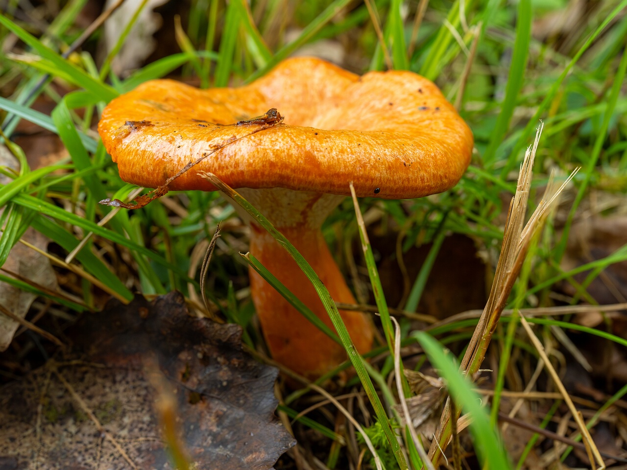 Hypomyces lateritius _2026-09-19_1-3