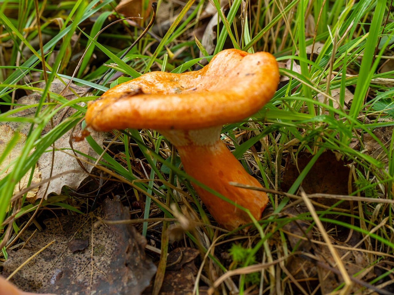 Hypomyces lateritius _2026-09-19_1-4