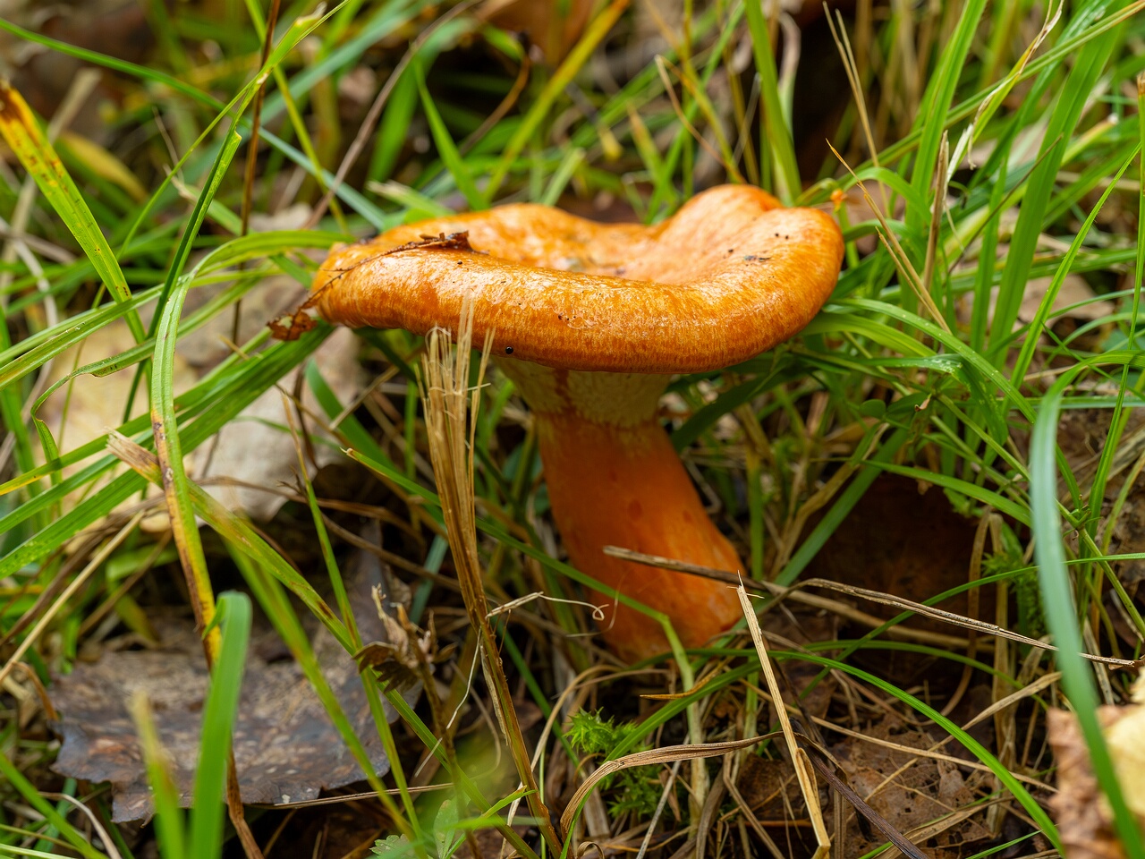 Hypomyces lateritius _2026-09-19_1-5