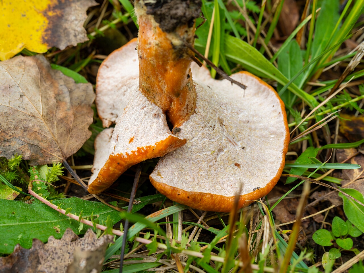 Hypomyces lateritius _2026-09-19_1-6