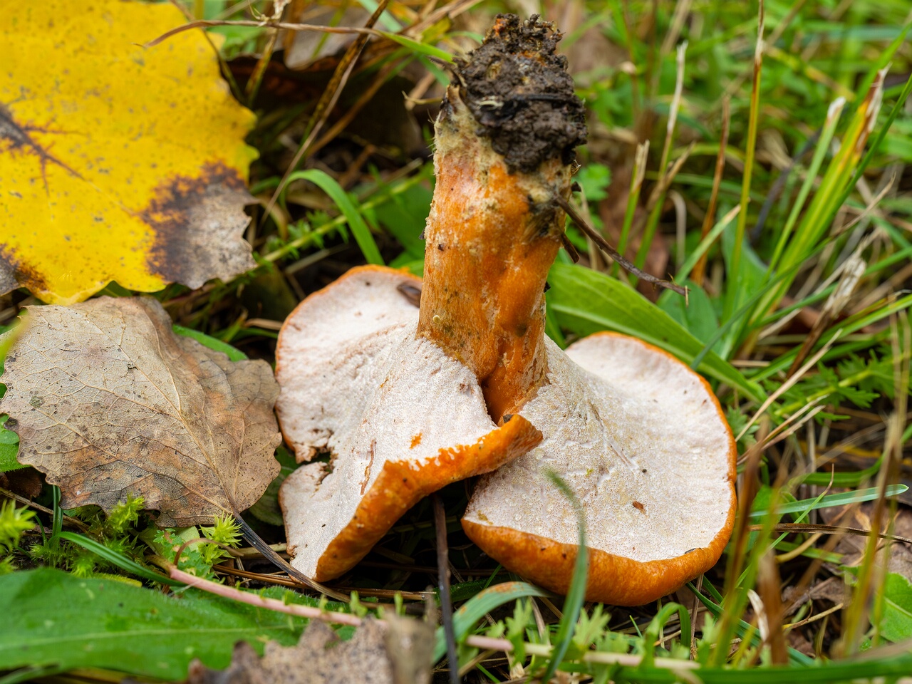 Hypomyces lateritius _2026-09-19_1-7