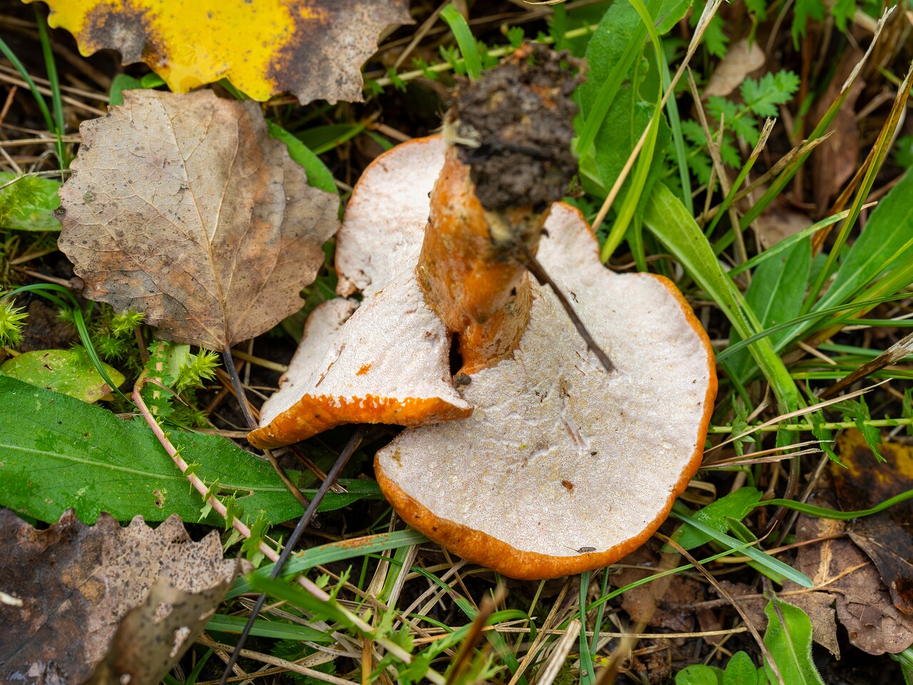 Hypomyces lateritius _2026-09-19_1-8
