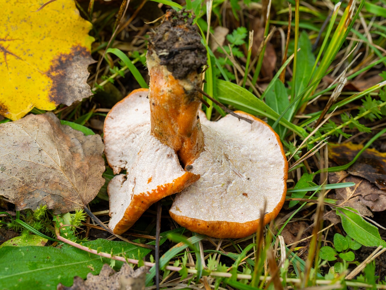 Hypomyces lateritius _2026-09-19_1-9