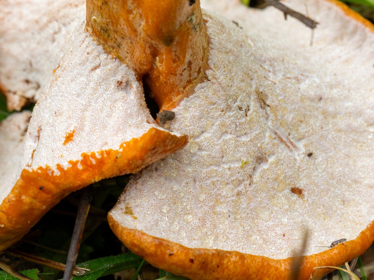 Hypomyces lateritius _2026-09-19_2-1