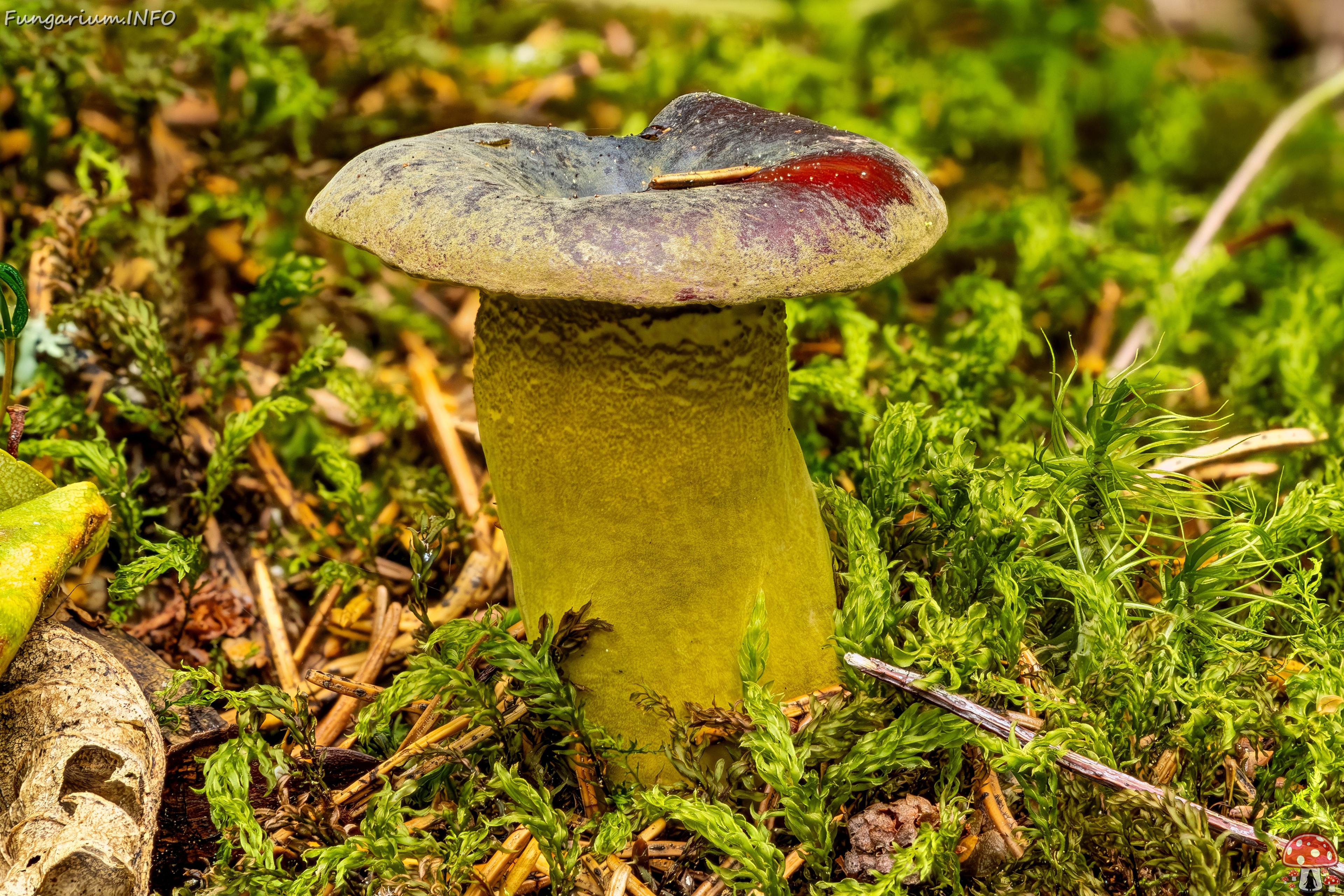 !Hypomyces luteovirens _2023-08-13_3-1 