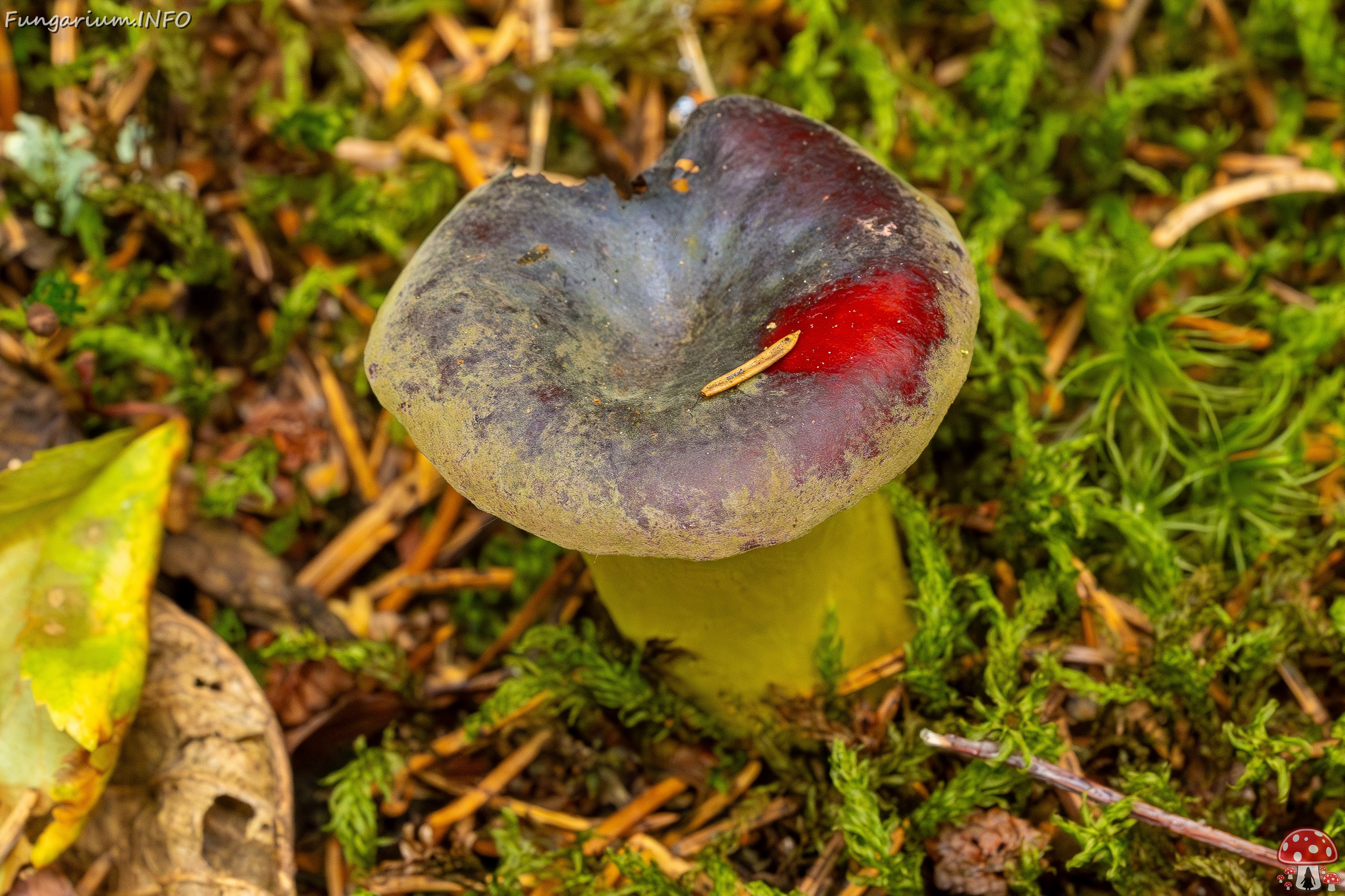 Hypomyces luteovirens _2023-08-13_1-1 