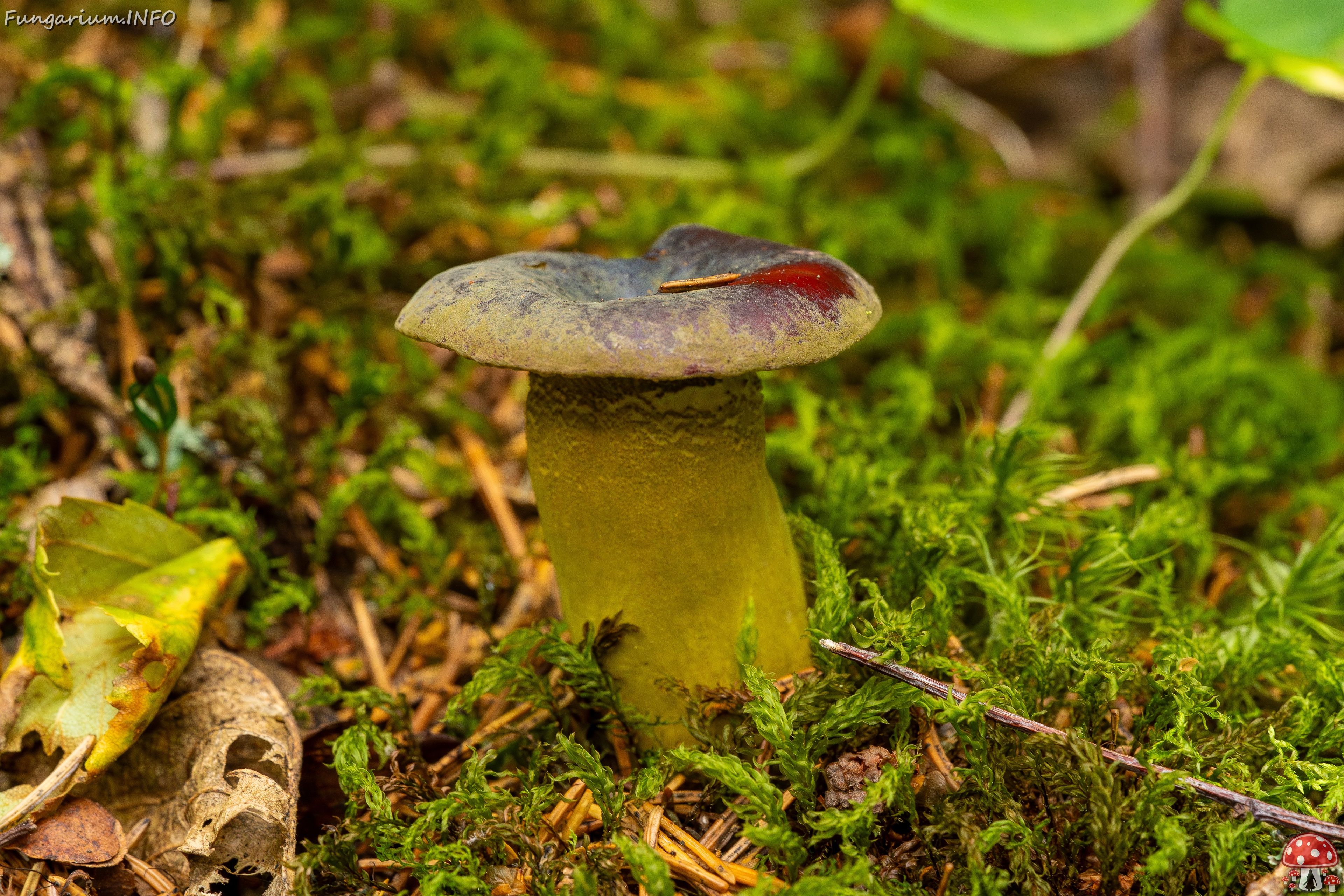 Hypomyces luteovirens _2023-08-13_1-2 