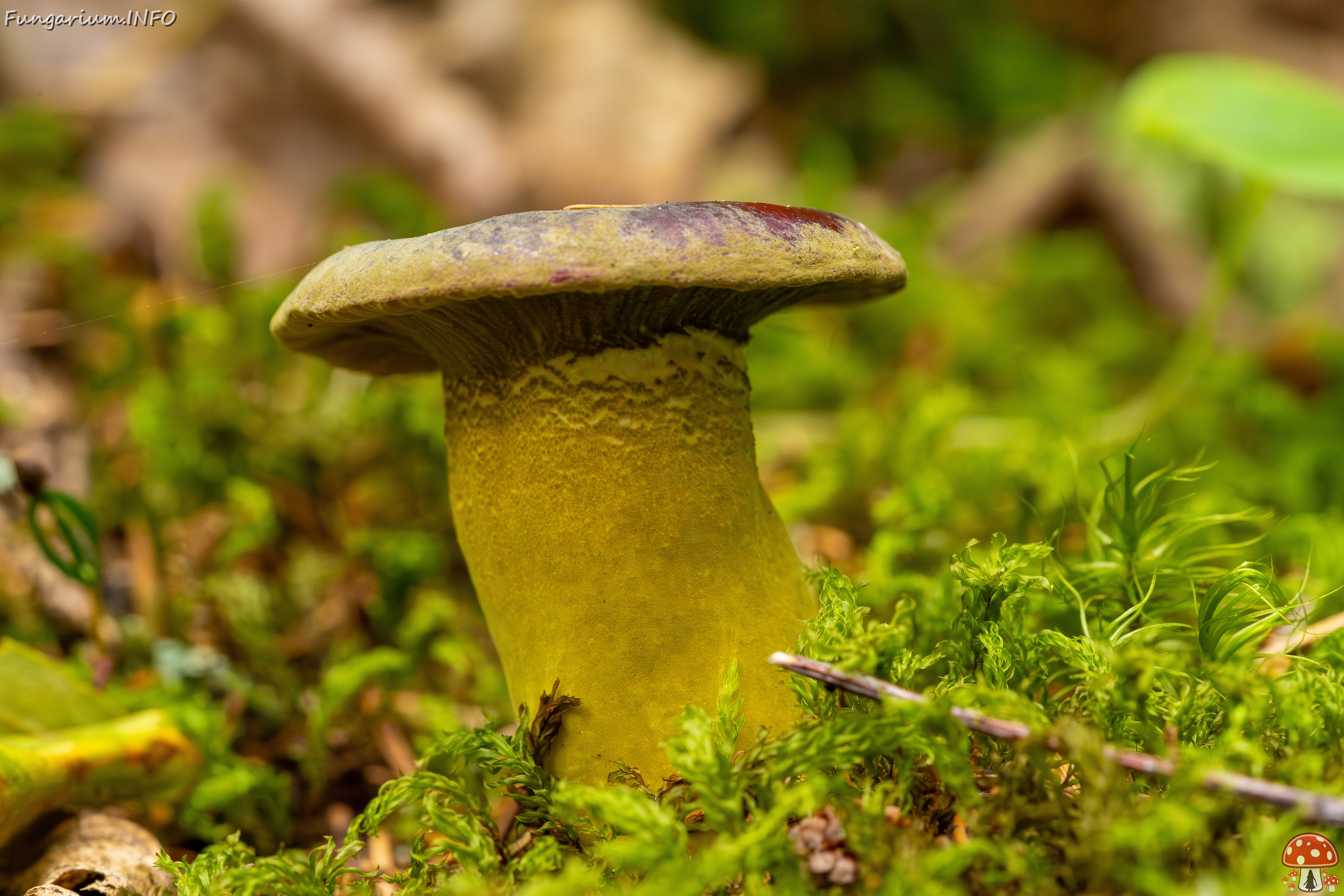 Hypomyces luteovirens _2023-08-13_1-3 