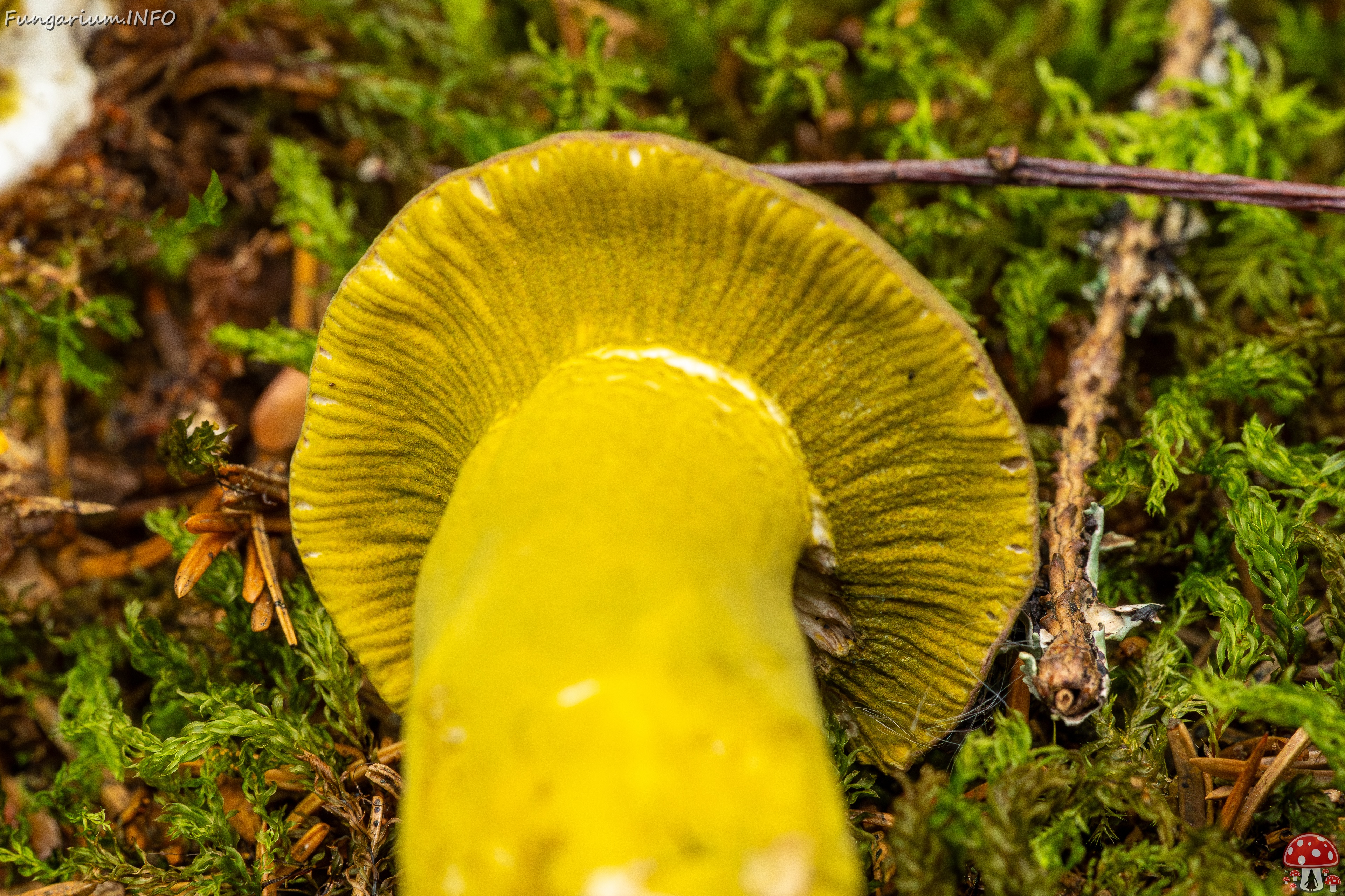 Hypomyces luteovirens _2023-08-13_1-4 