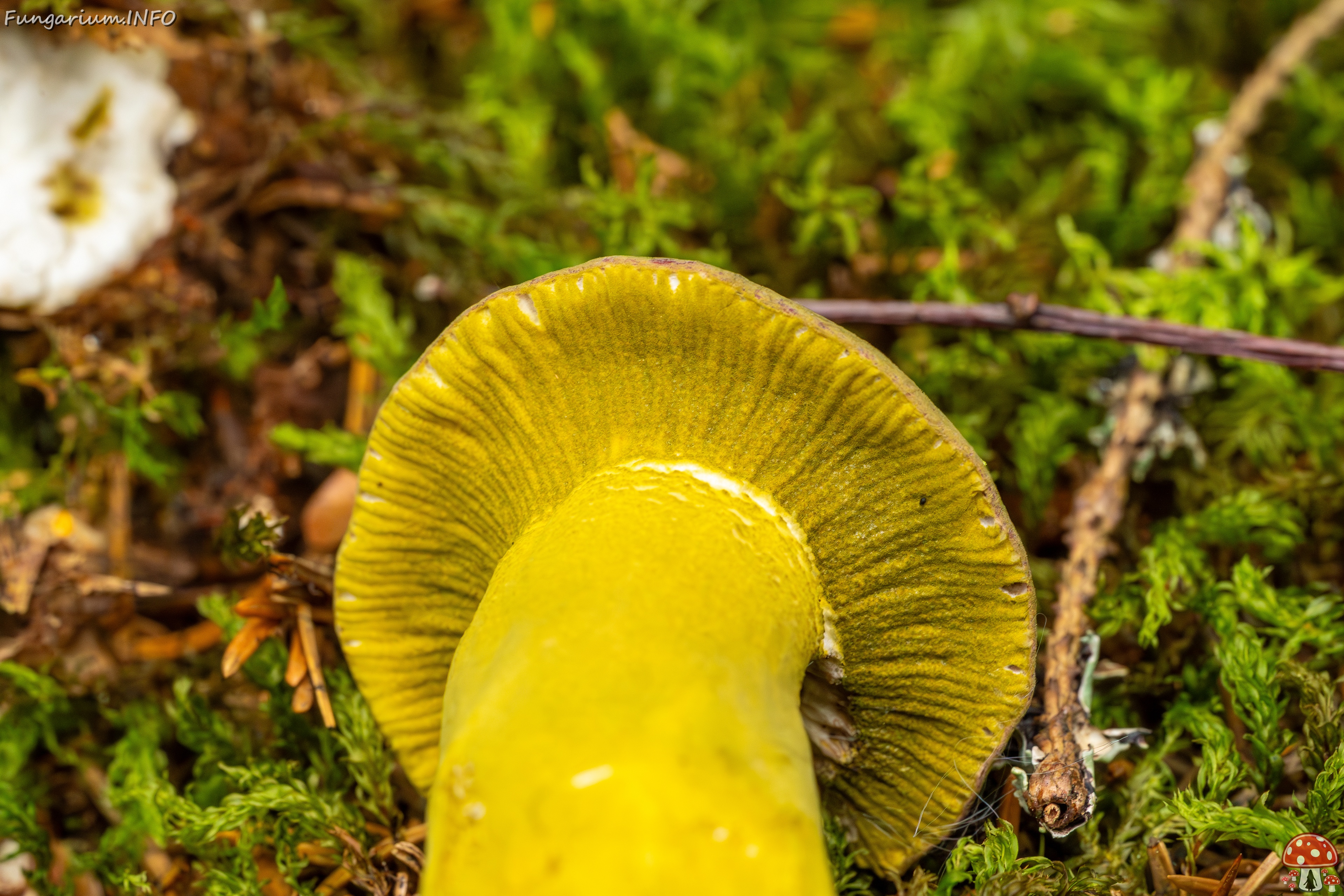 Hypomyces luteovirens _2023-08-13_1-6 
