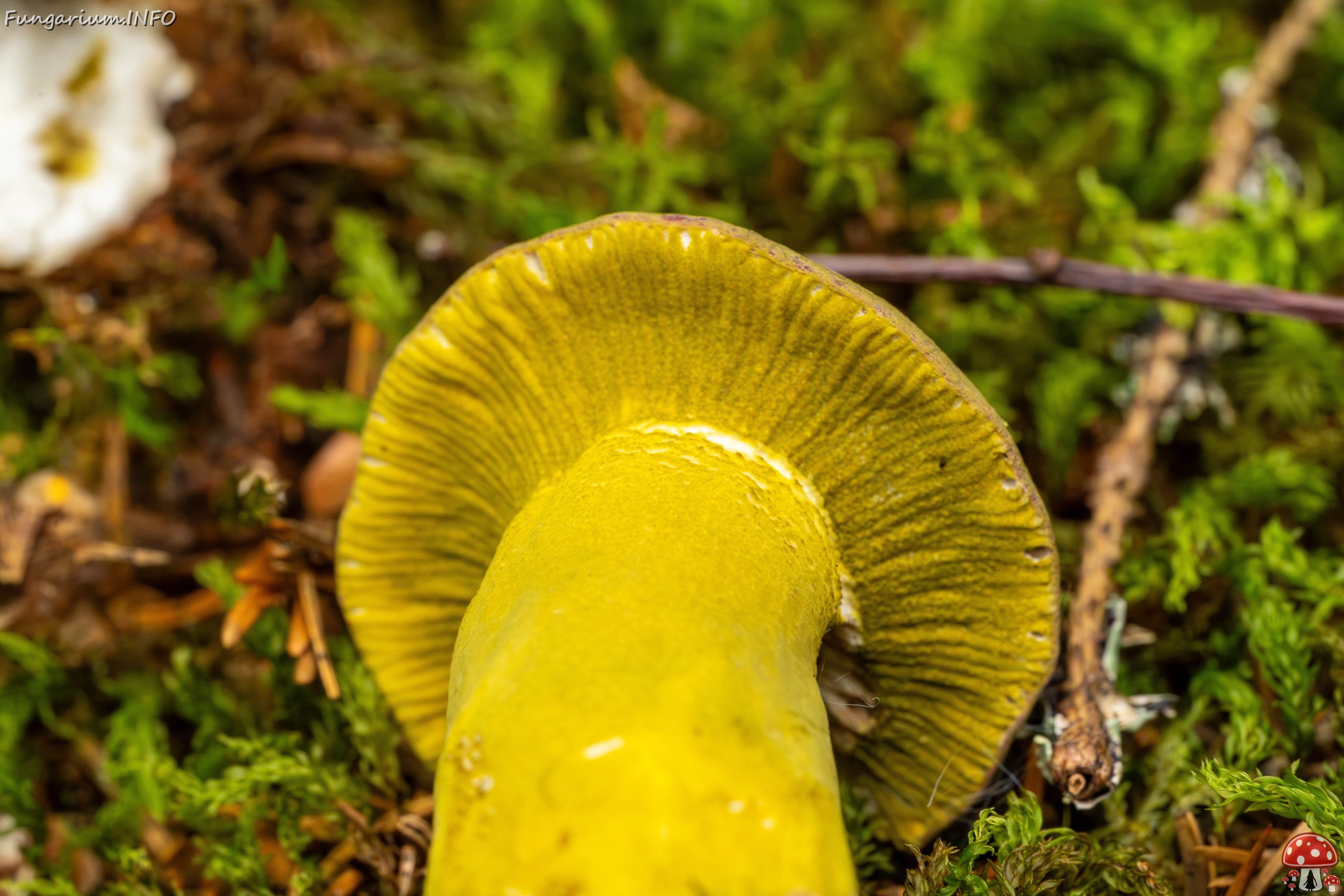 Hypomyces luteovirens _2023-08-13_1-8 