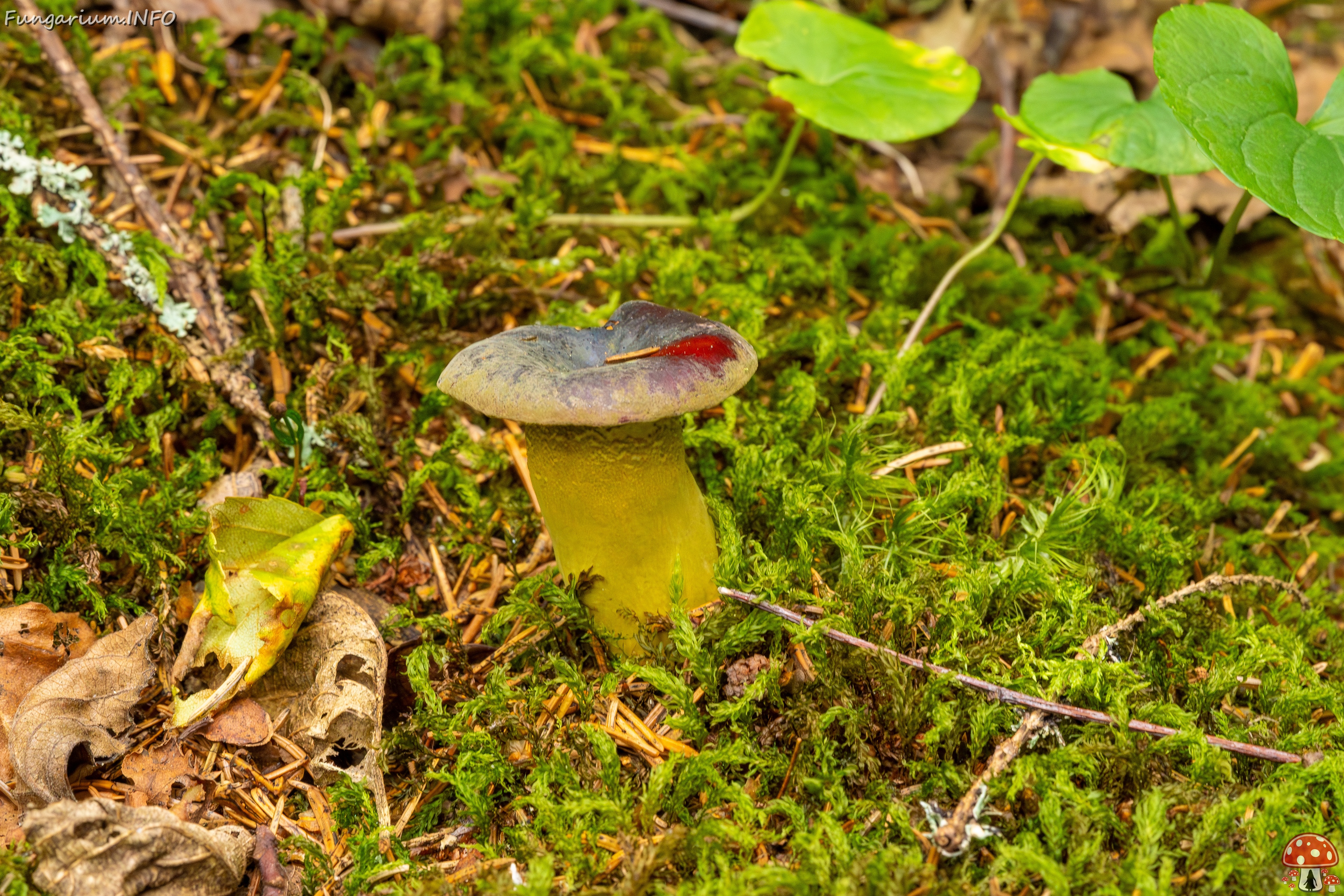 Hypomyces luteovirens _2023-08-13_2-2 