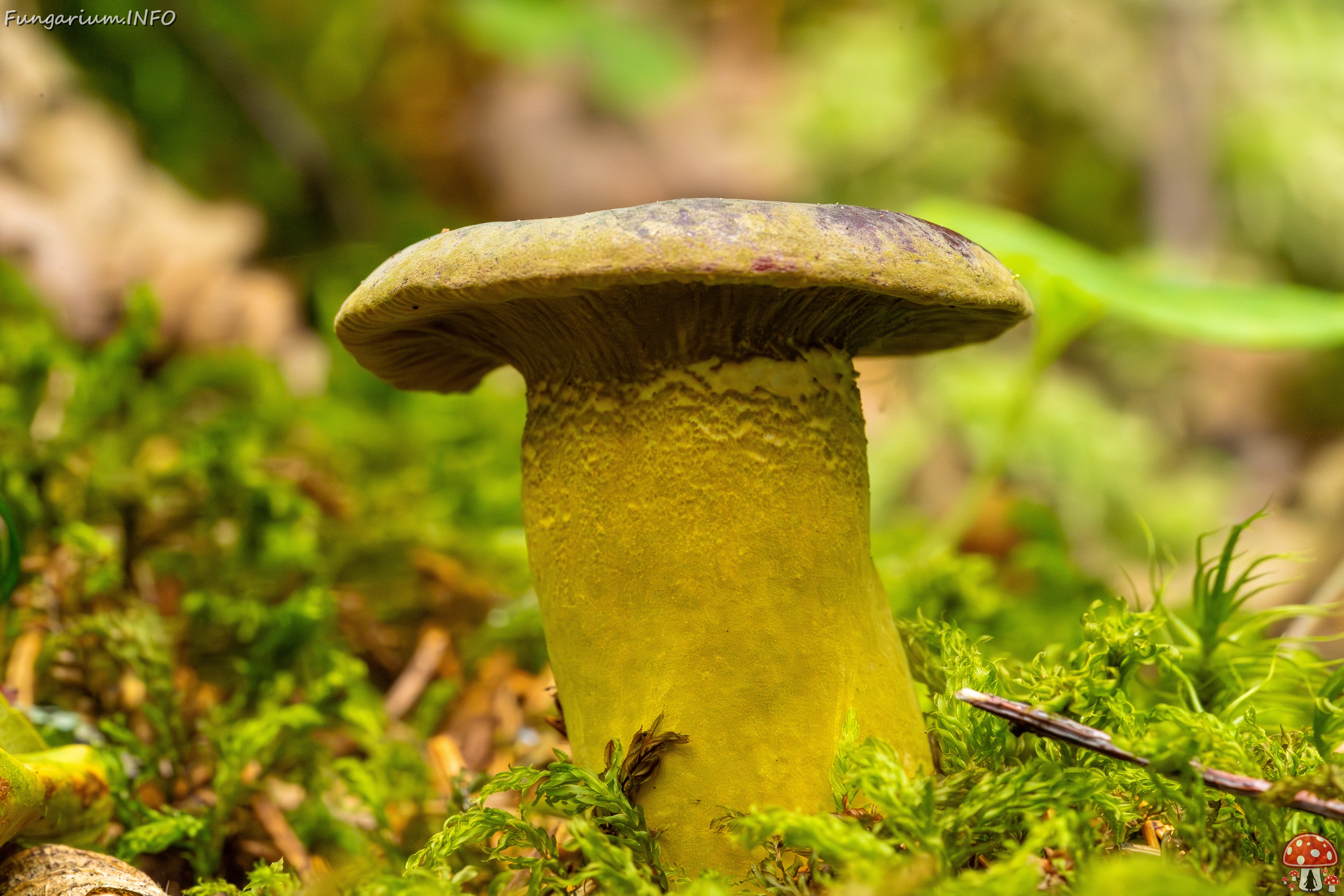Hypomyces luteovirens _2023-08-13_2-3 
