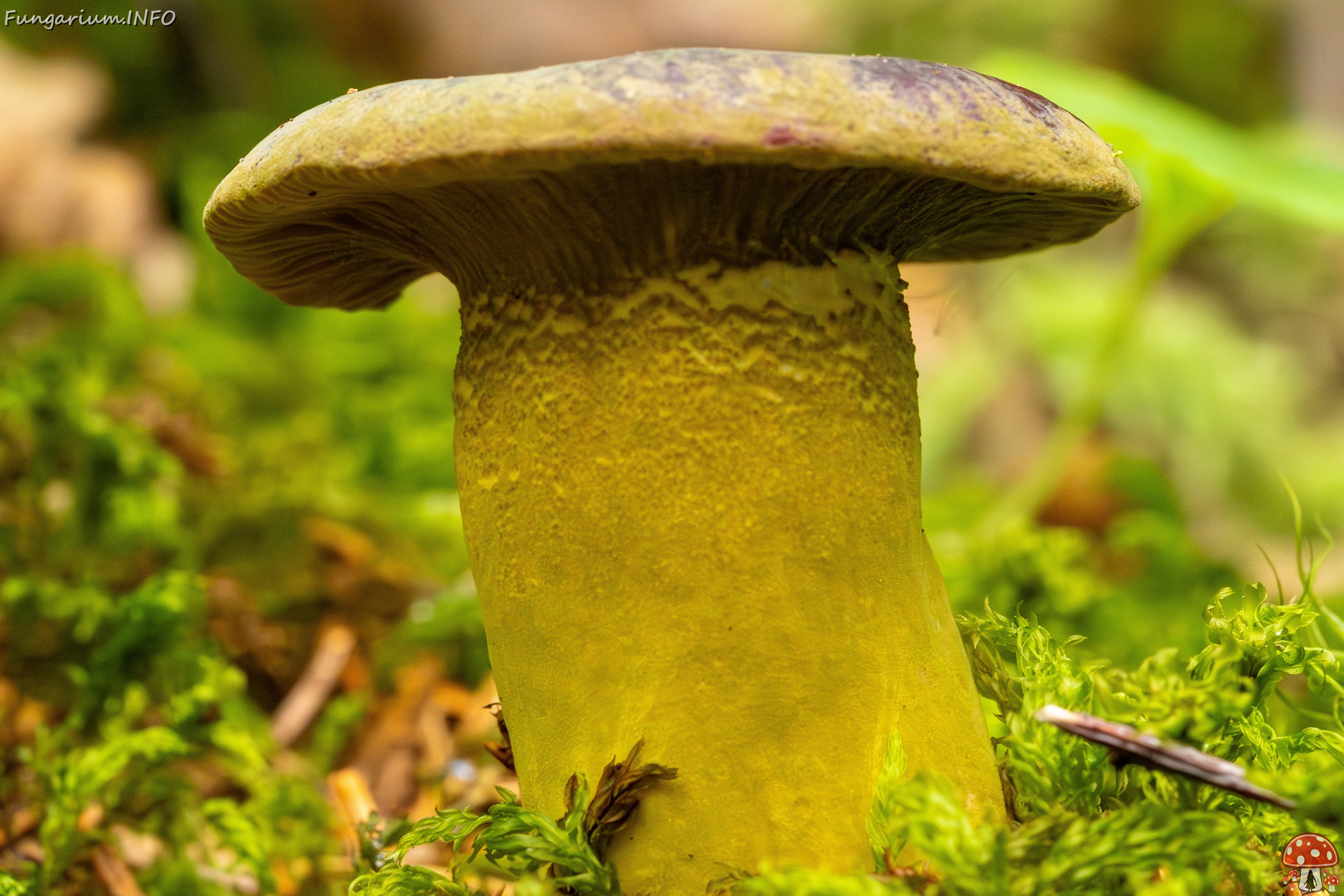 Hypomyces luteovirens _2023-08-13_2-4 