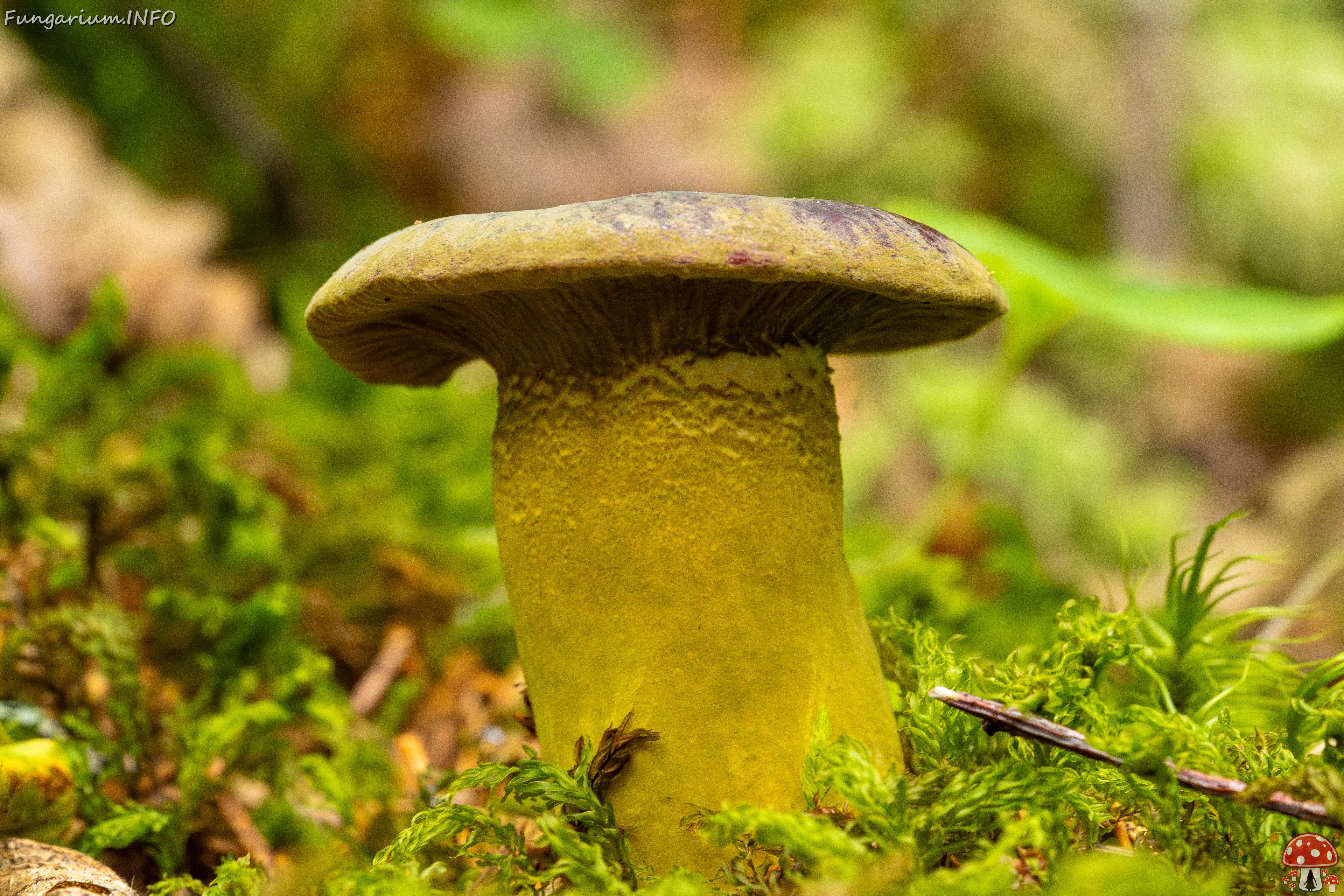Hypomyces luteovirens _2023-08-13_2-5 