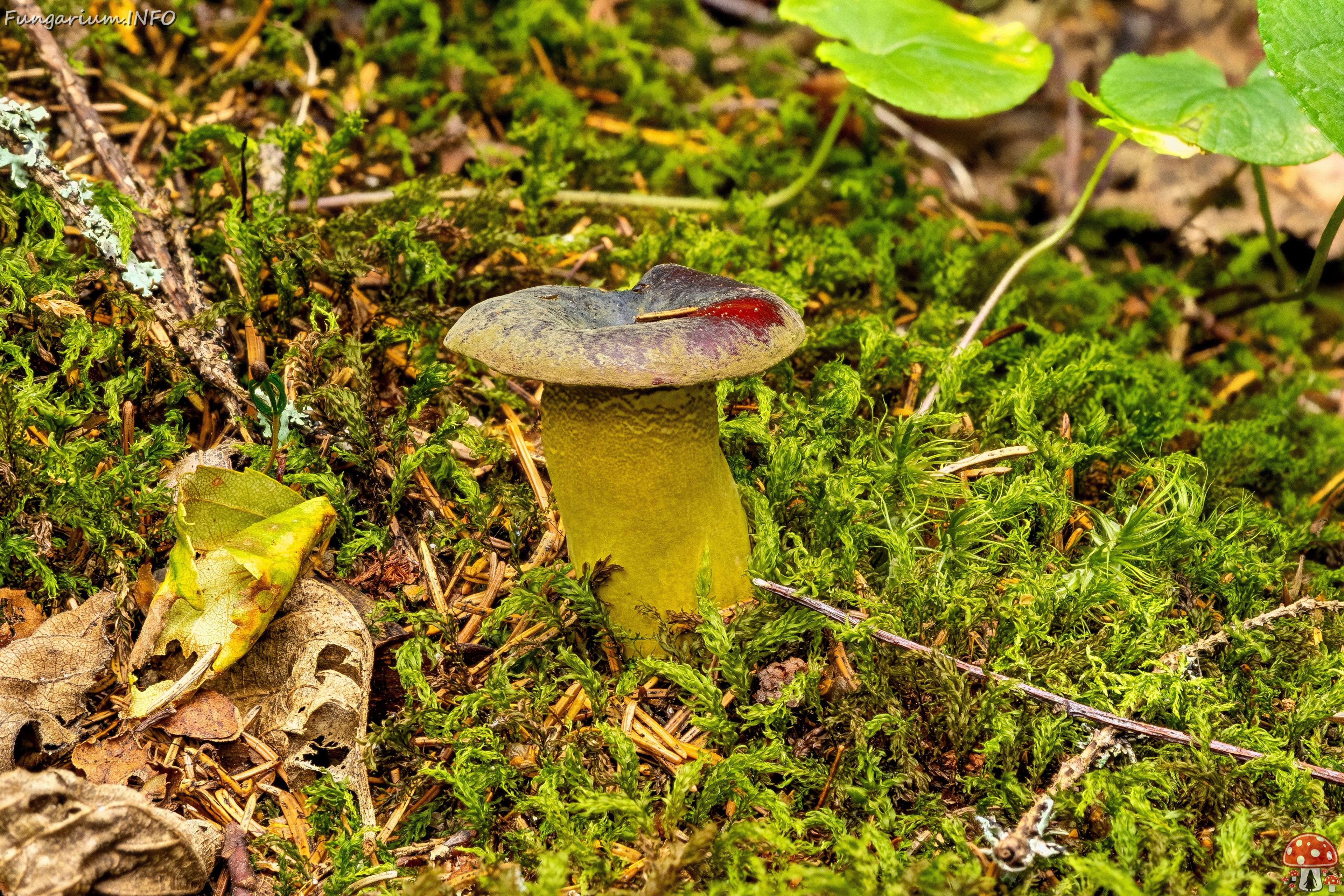Hypomyces luteovirens _2023-08-13_4-1 