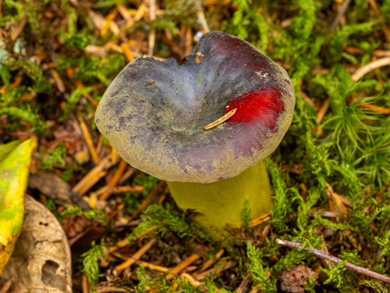 Hypomyces luteovirens _2023-08-13_1-1