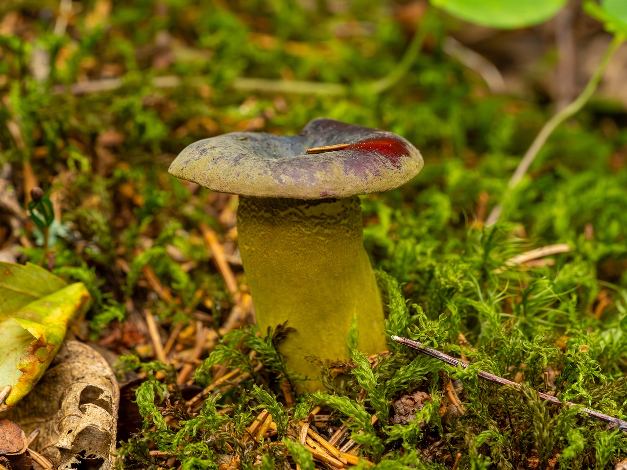 Hypomyces luteovirens _2023-08-13_1-2