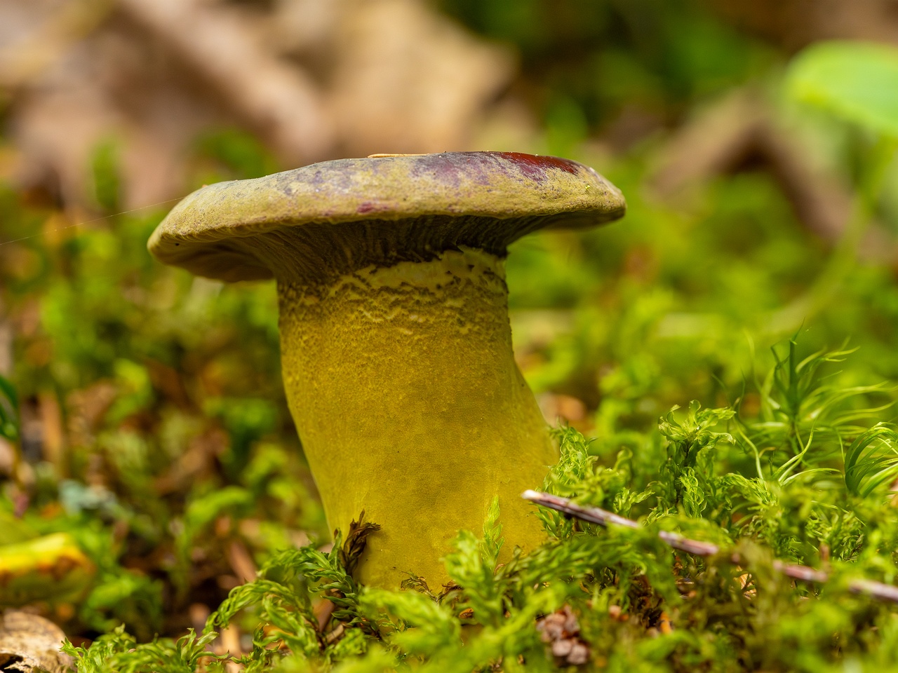 Hypomyces luteovirens _2023-08-13_1-3