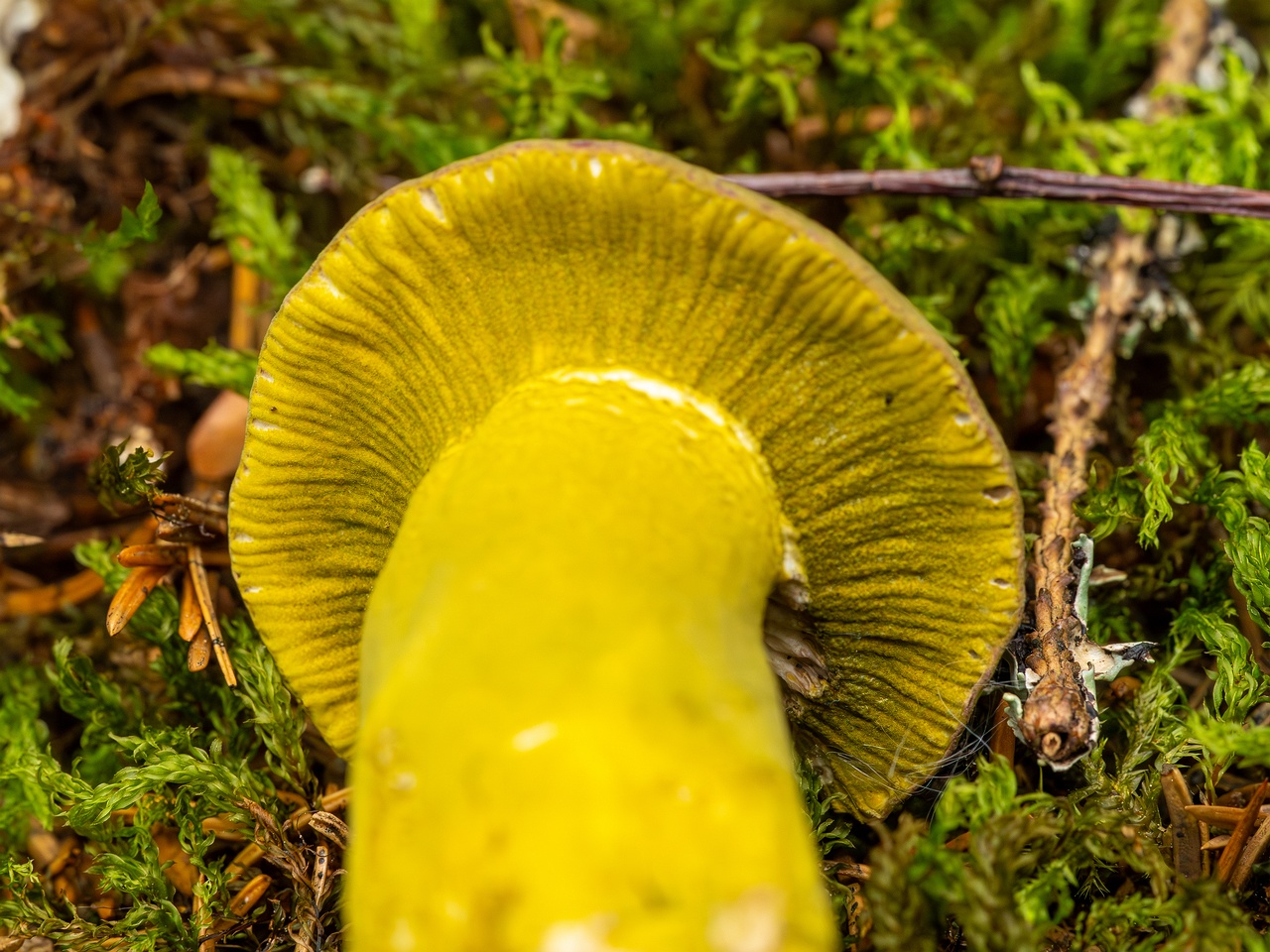 Hypomyces luteovirens _2023-08-13_1-4