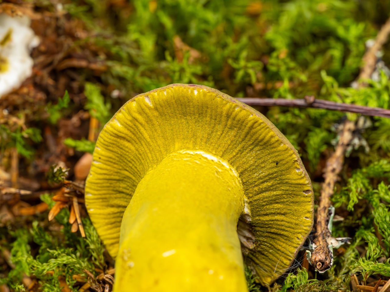 Hypomyces luteovirens _2023-08-13_1-6
