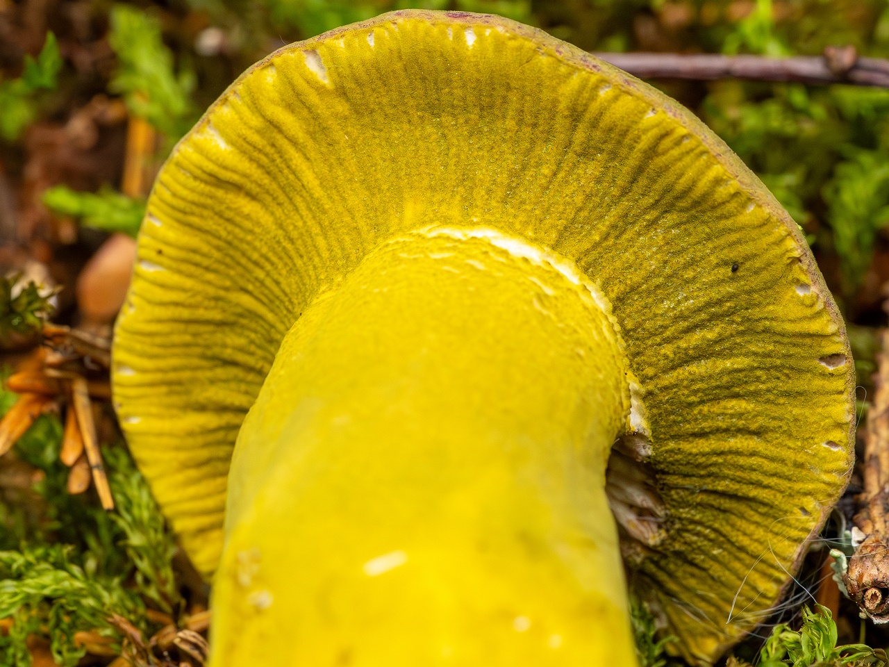Hypomyces luteovirens _2023-08-13_1-7