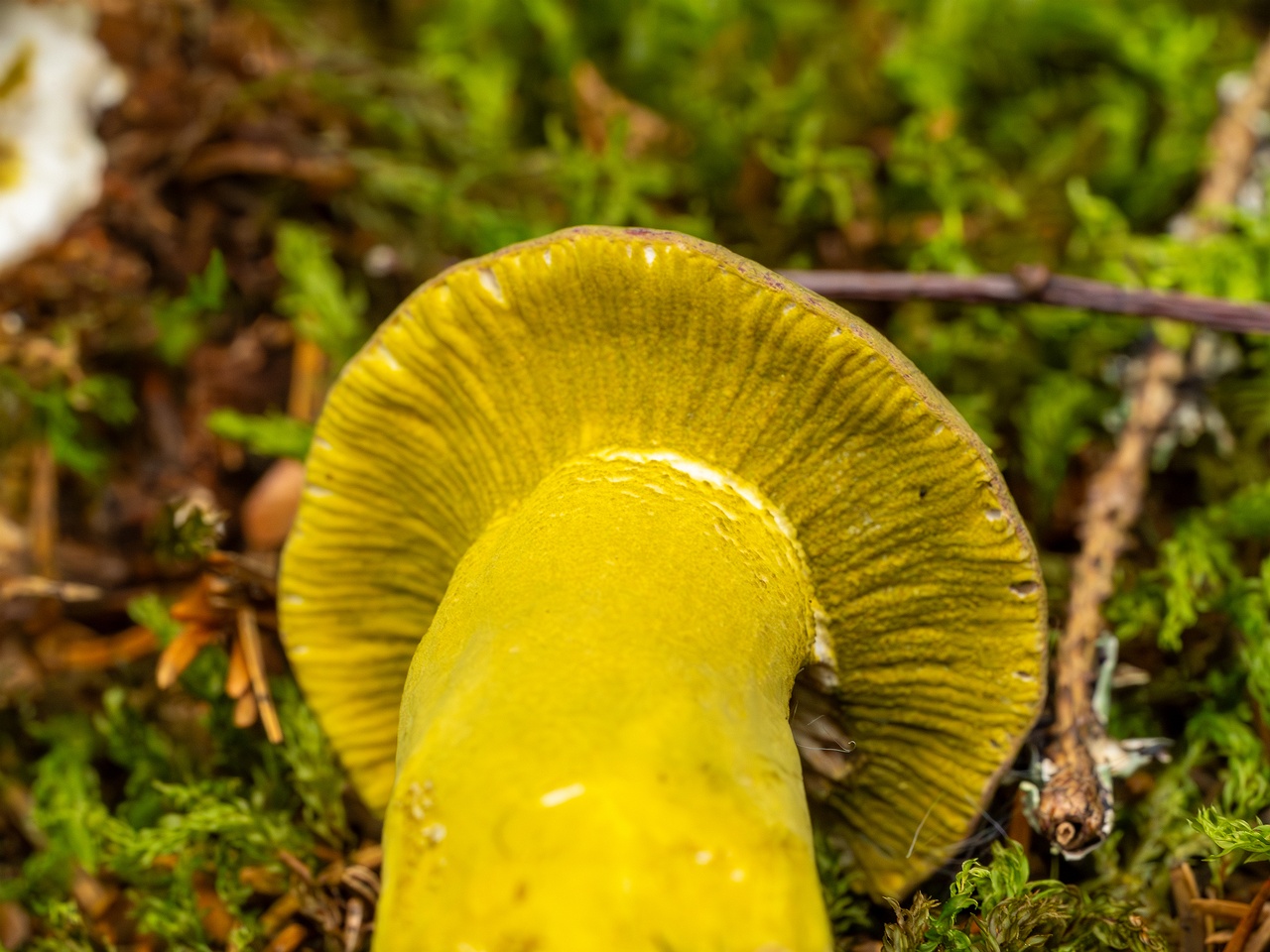 Hypomyces luteovirens _2023-08-13_1-8