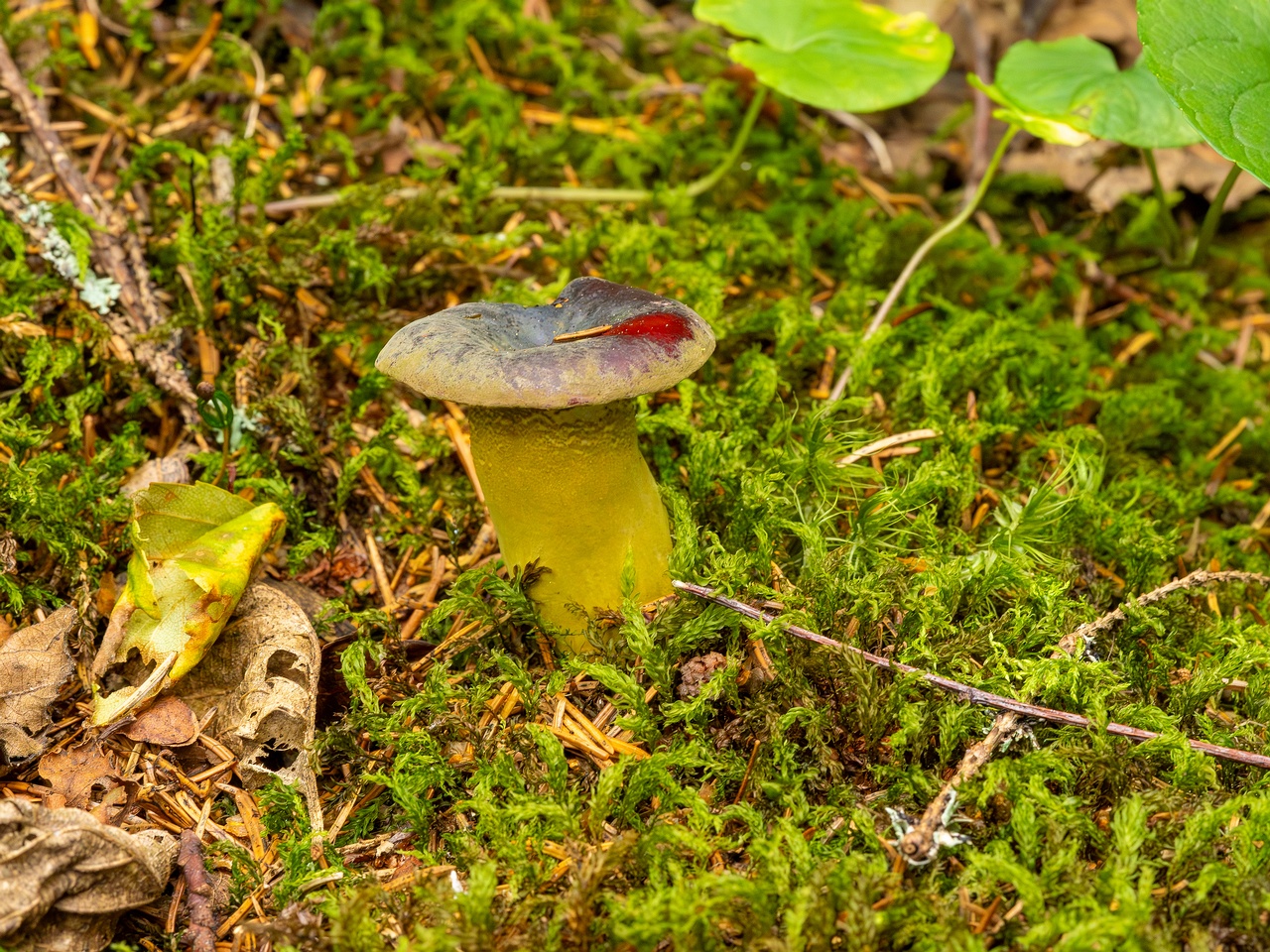 Hypomyces luteovirens _2023-08-13_2-1